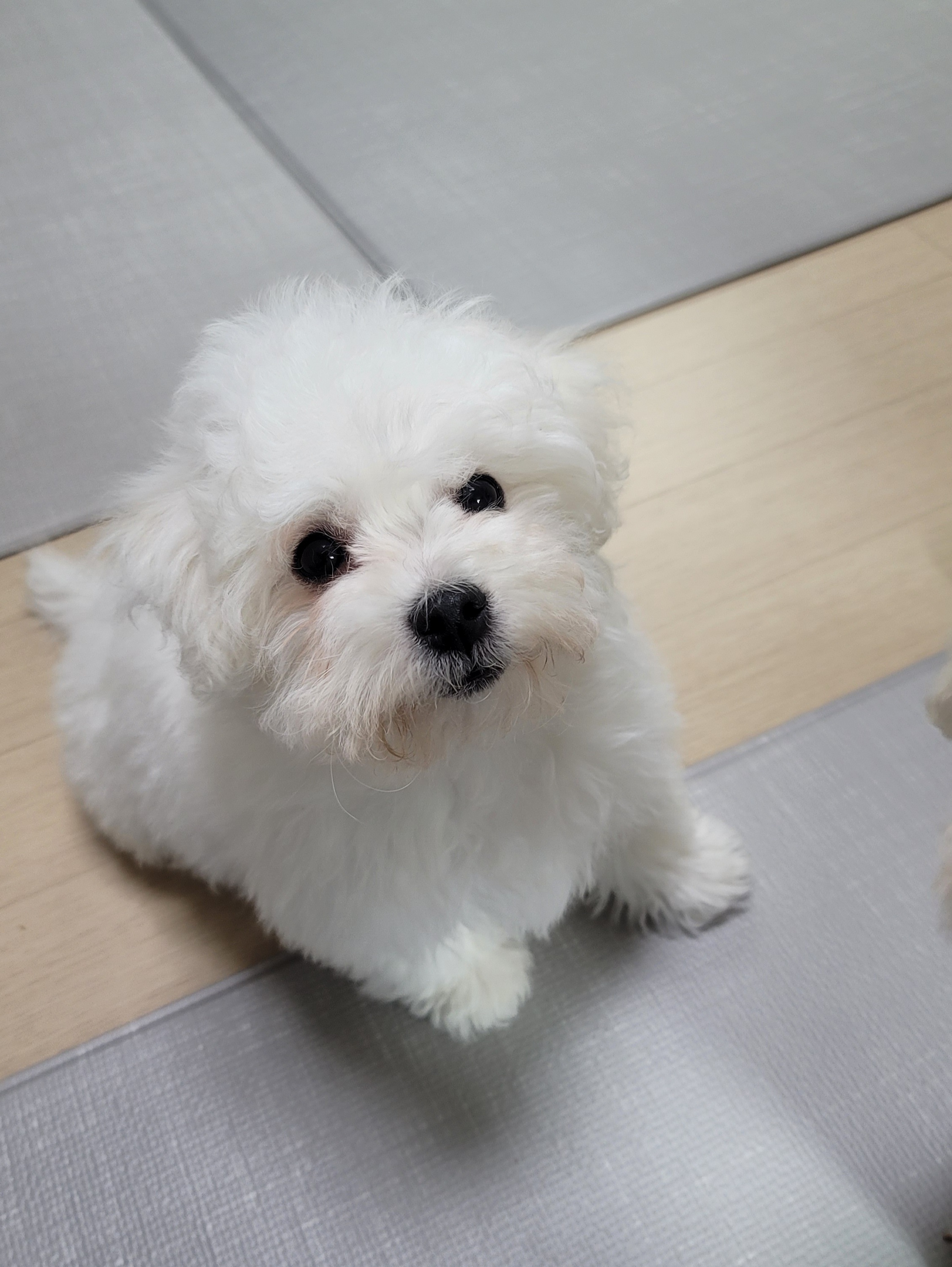 하음(구름)이 하삼(봄)이 한달됐네요!