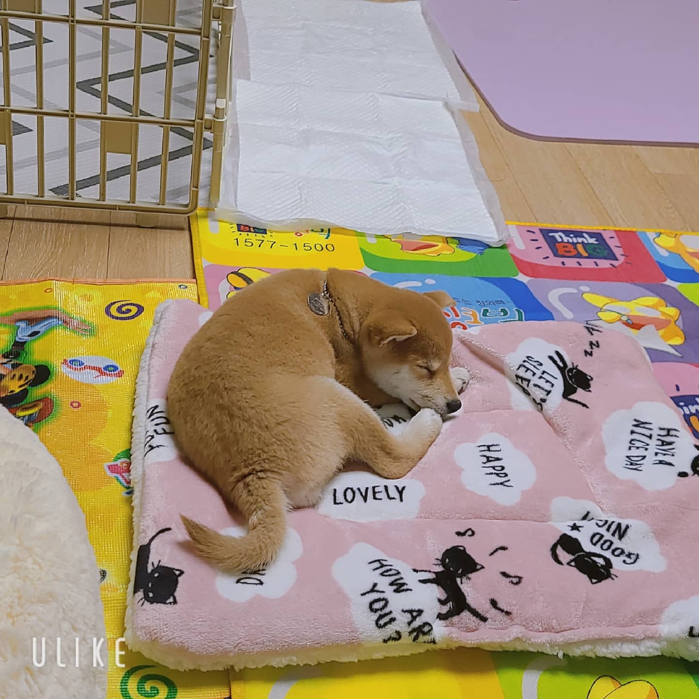 시바견 오시(세찌) 입양 한 달 후기