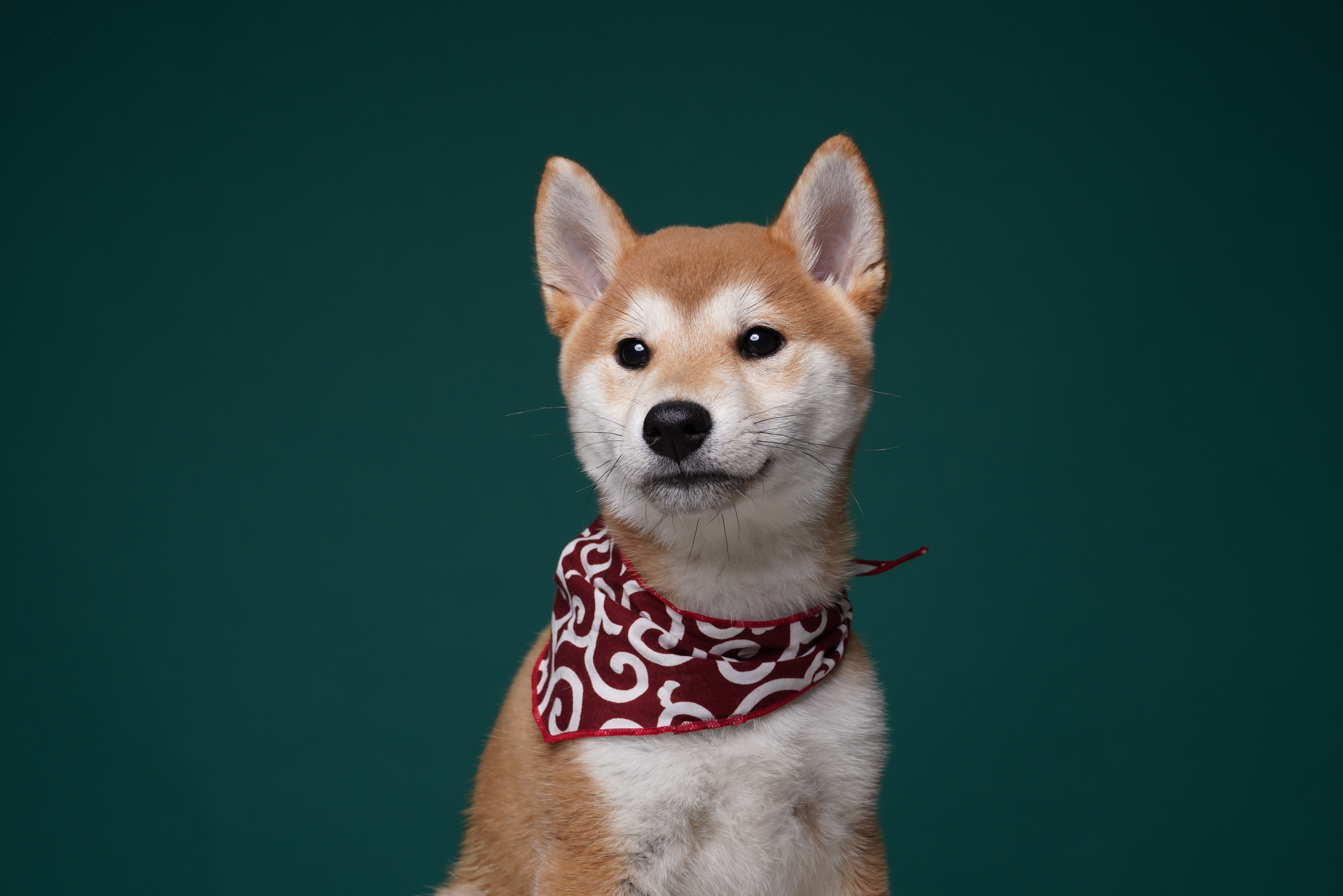 곤지암 두시(로꼬) 입양 1달차 후기