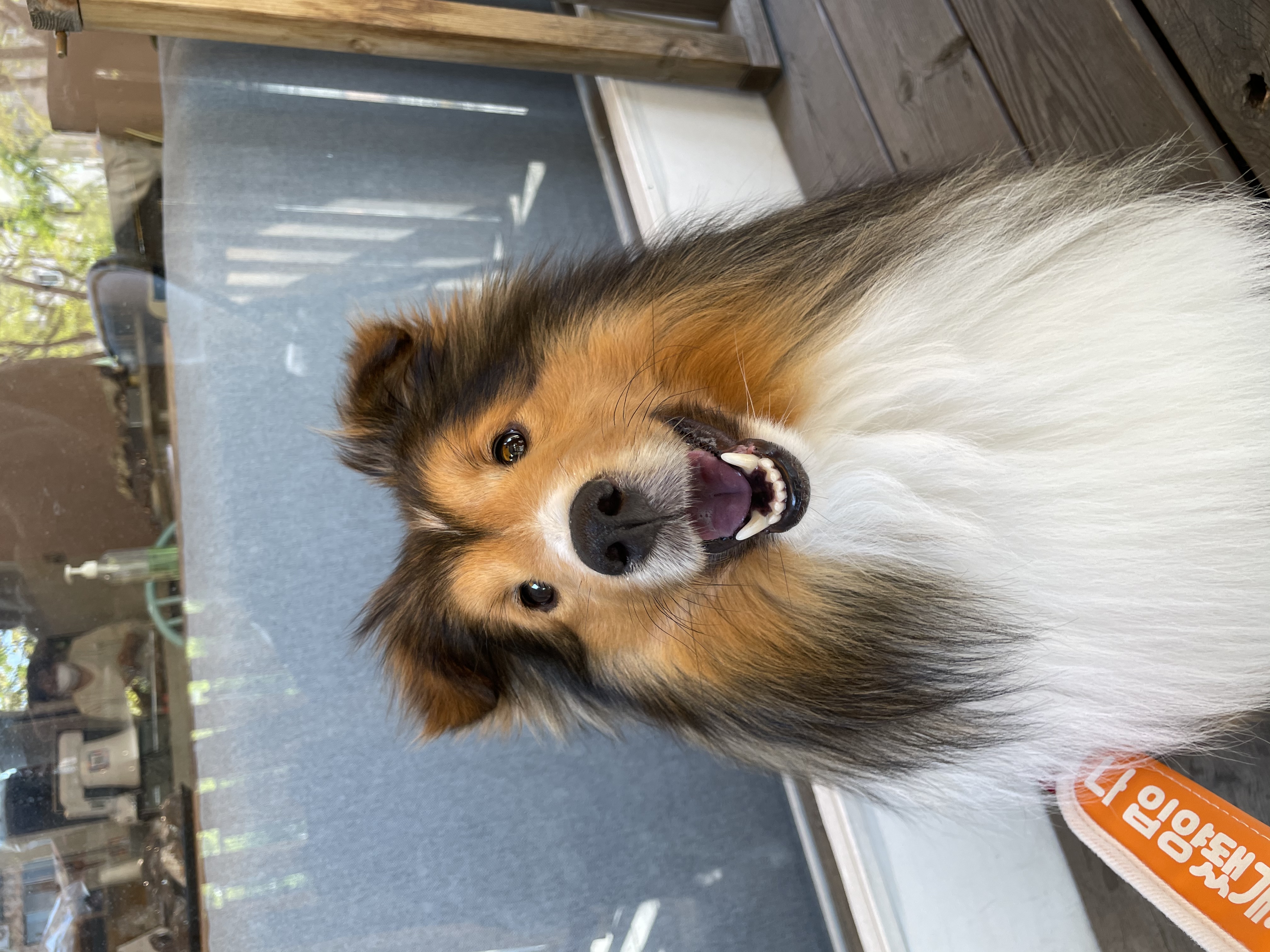 서씨가문 막냉이 된지 한 달 된 몽구(곤지암 셀트)이야기@