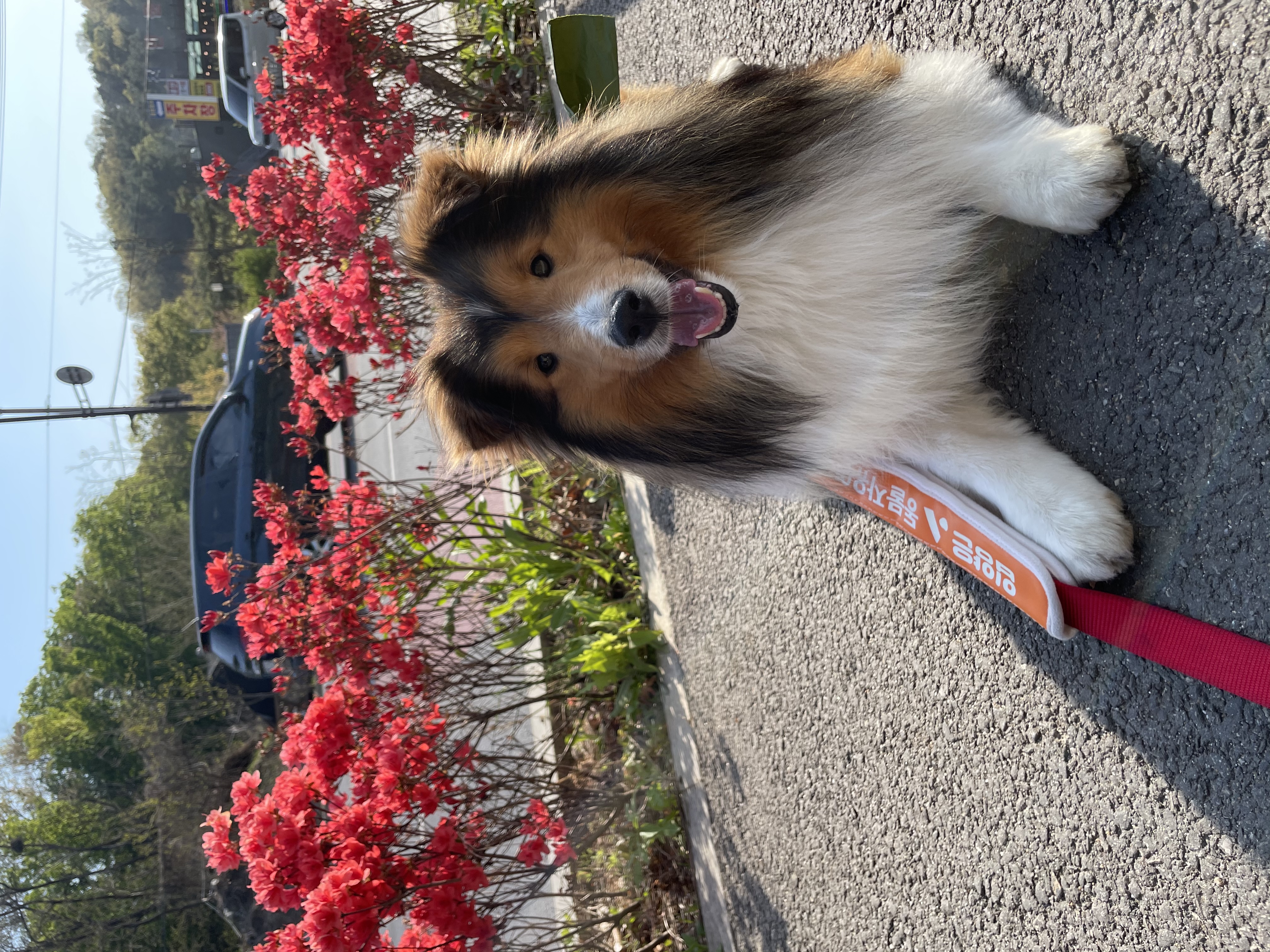 서씨가문 막냉이 된지 한 달 된 몽구(곤지암 셀트)이야기@