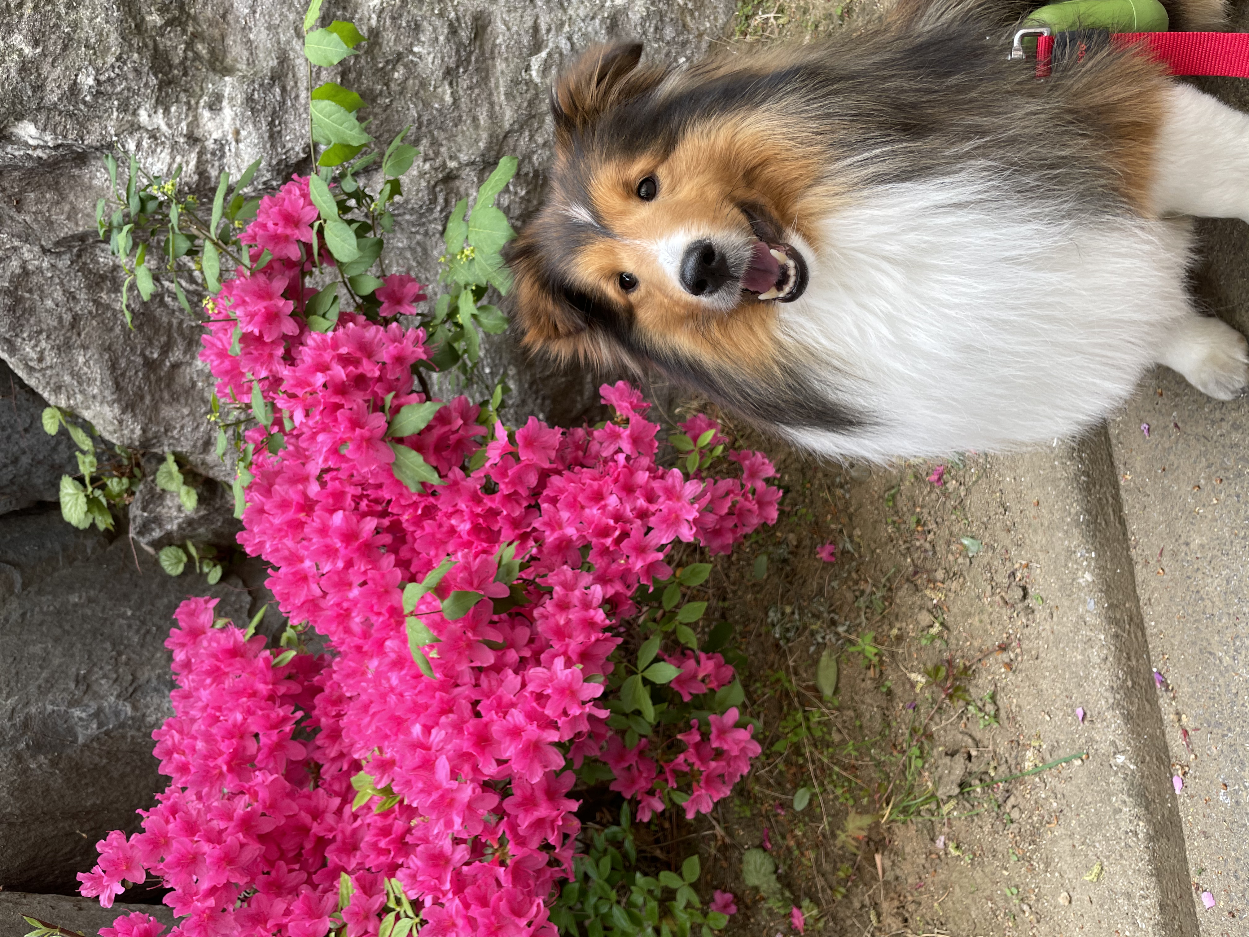 서씨가문 막냉이 된지 한 달 된 몽구(곤지암 셀트)이야기@