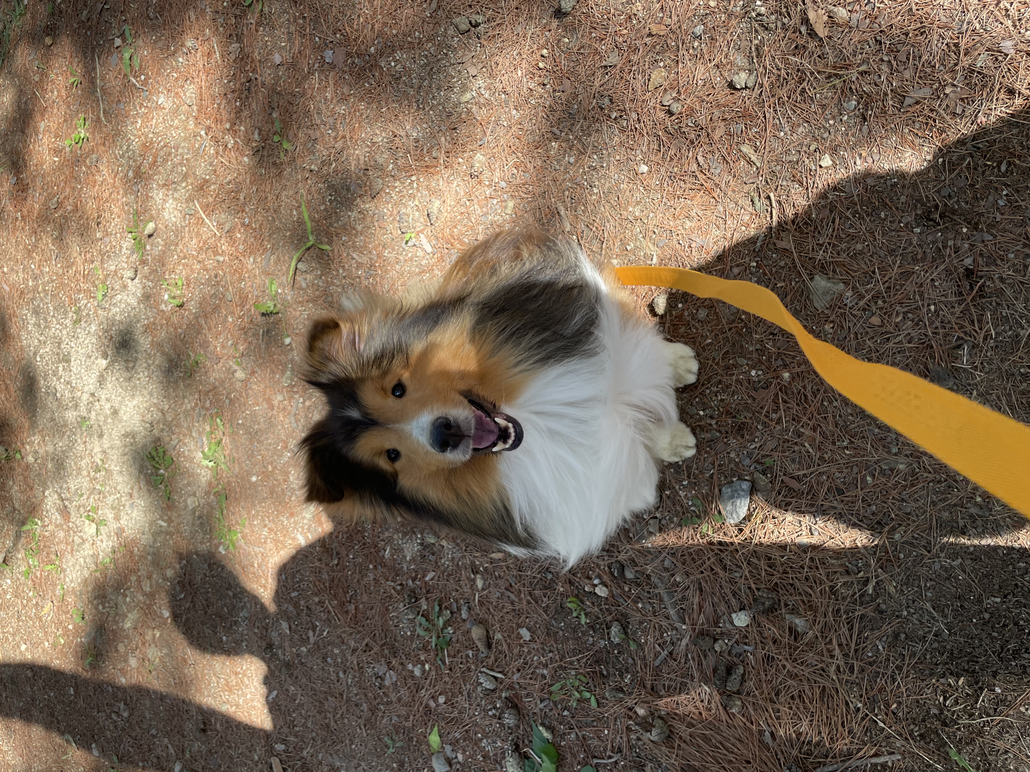 서씨가문 막냉이 된지 한 달 된 몽구(곤지암 셀트)이야기@