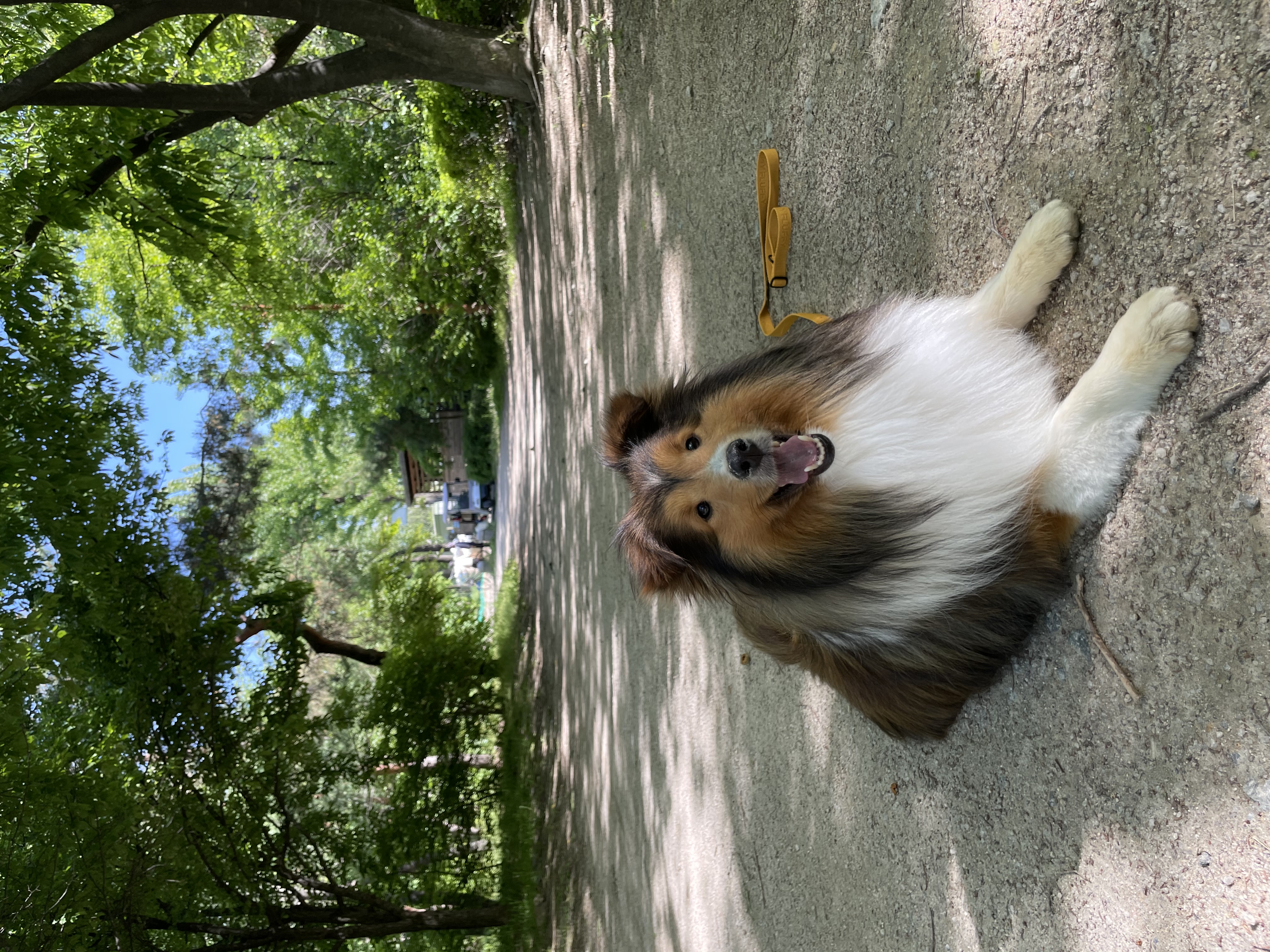 서씨가문 막냉이 된지 한 달 된 몽구(곤지암 셀트)이야기@