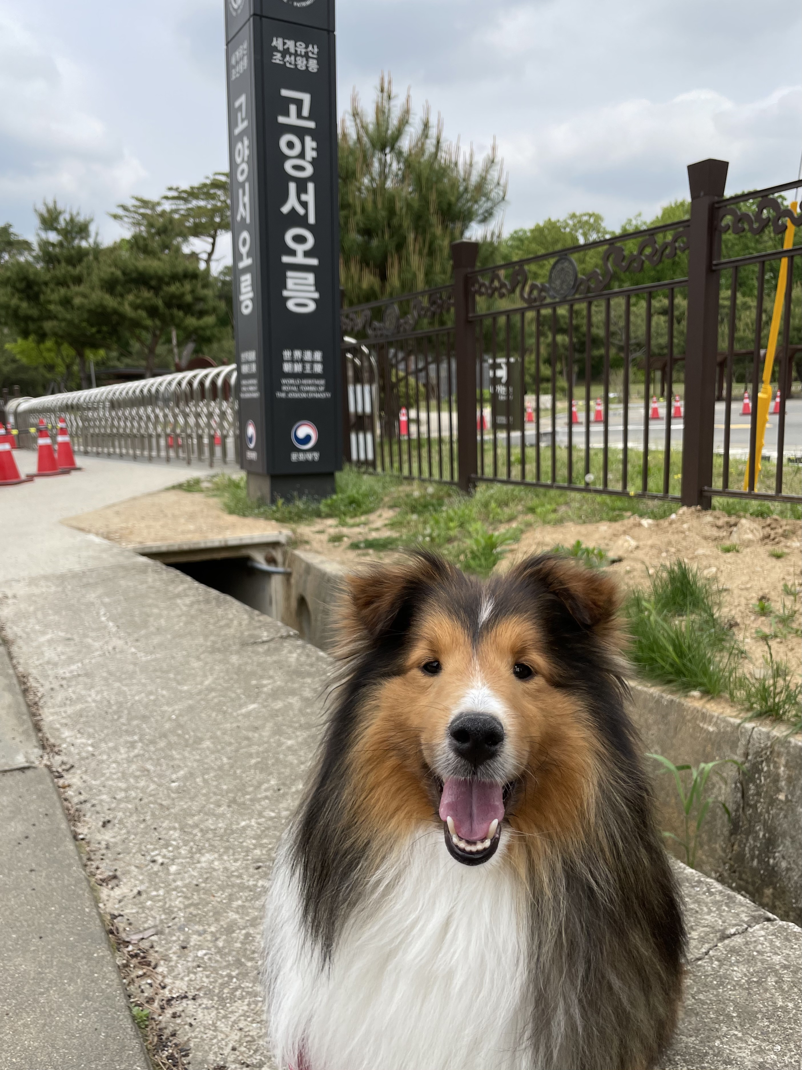 서씨가문 막냉이 된지 한 달 된 몽구(곤지암 셀트)이야기@