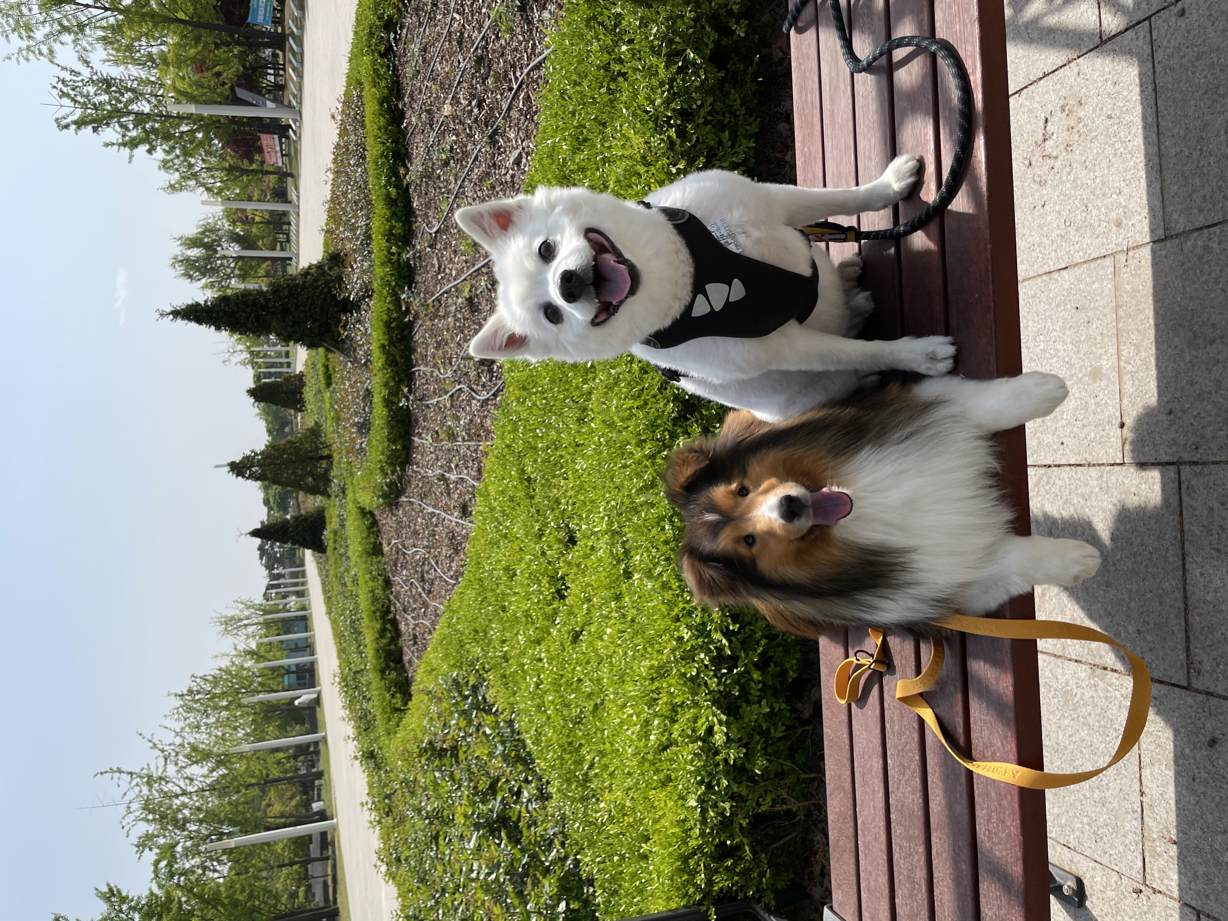 서씨가문 막냉이 된지 한 달 된 몽구(곤지암 셀트)이야기@