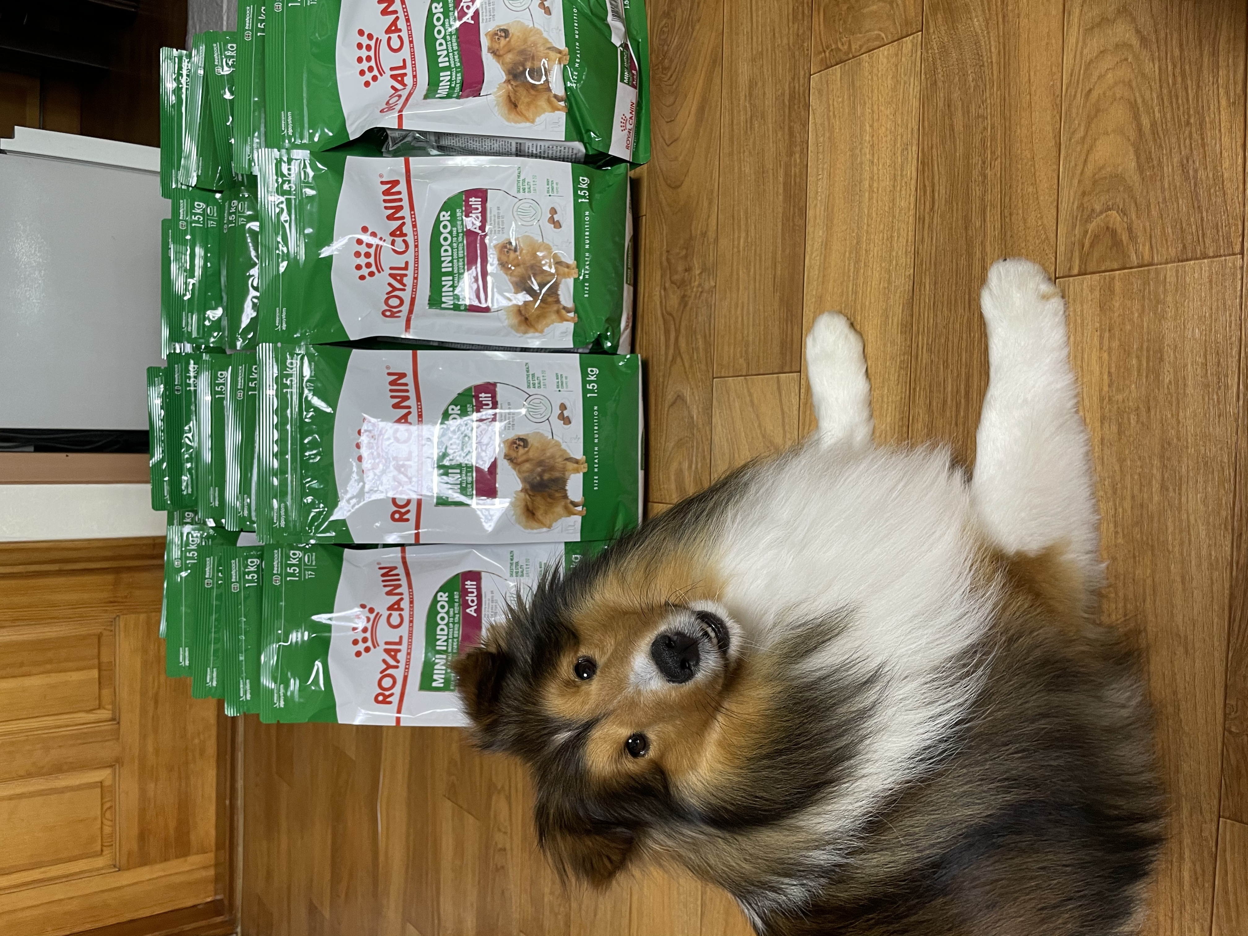 서씨가문 막냉이 된지 한 달 된 몽구(곤지암 셀트)이야기@