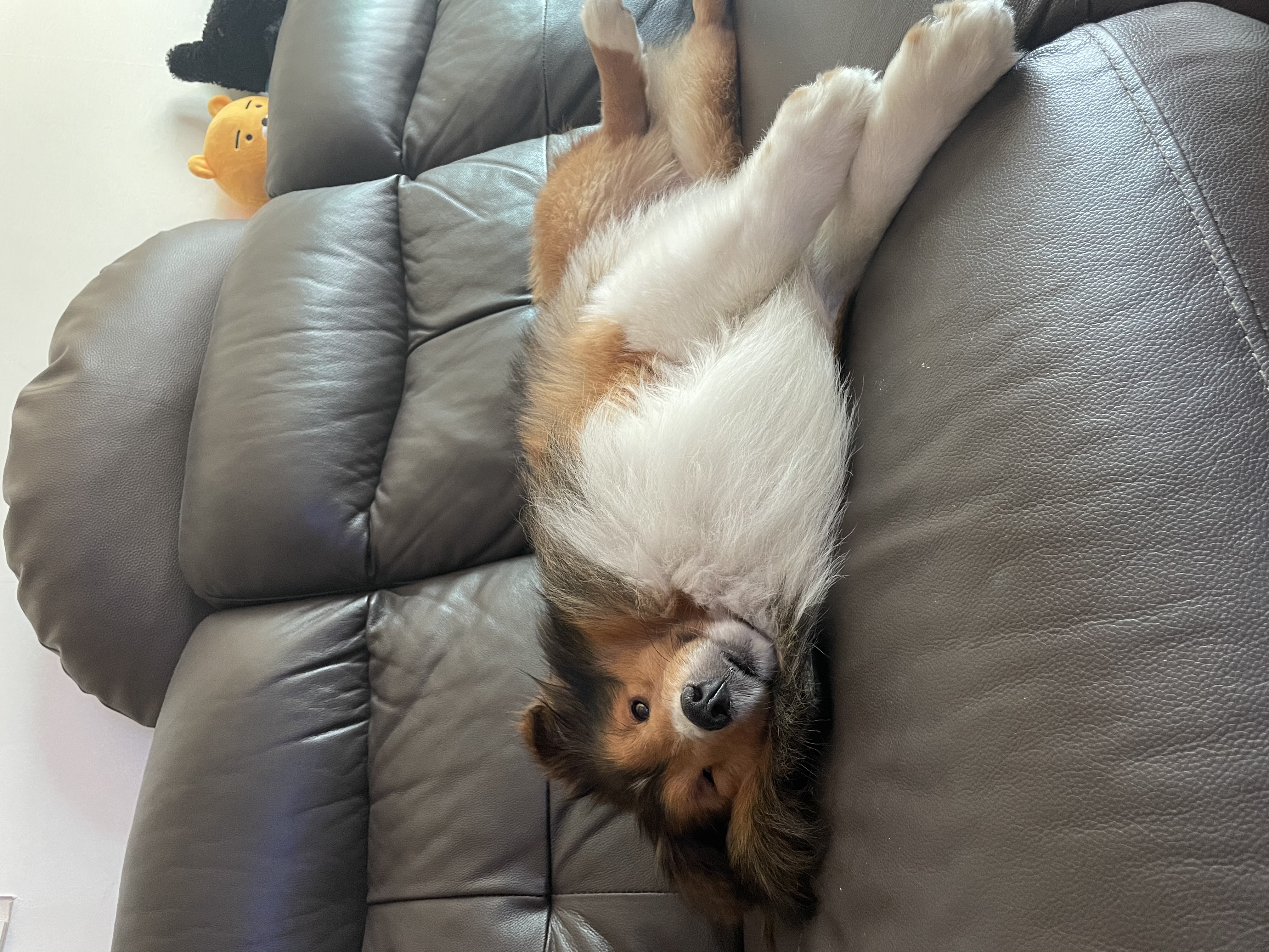 서씨가문 막냉이 된지 한 달 된 몽구(곤지암 셀트)이야기@