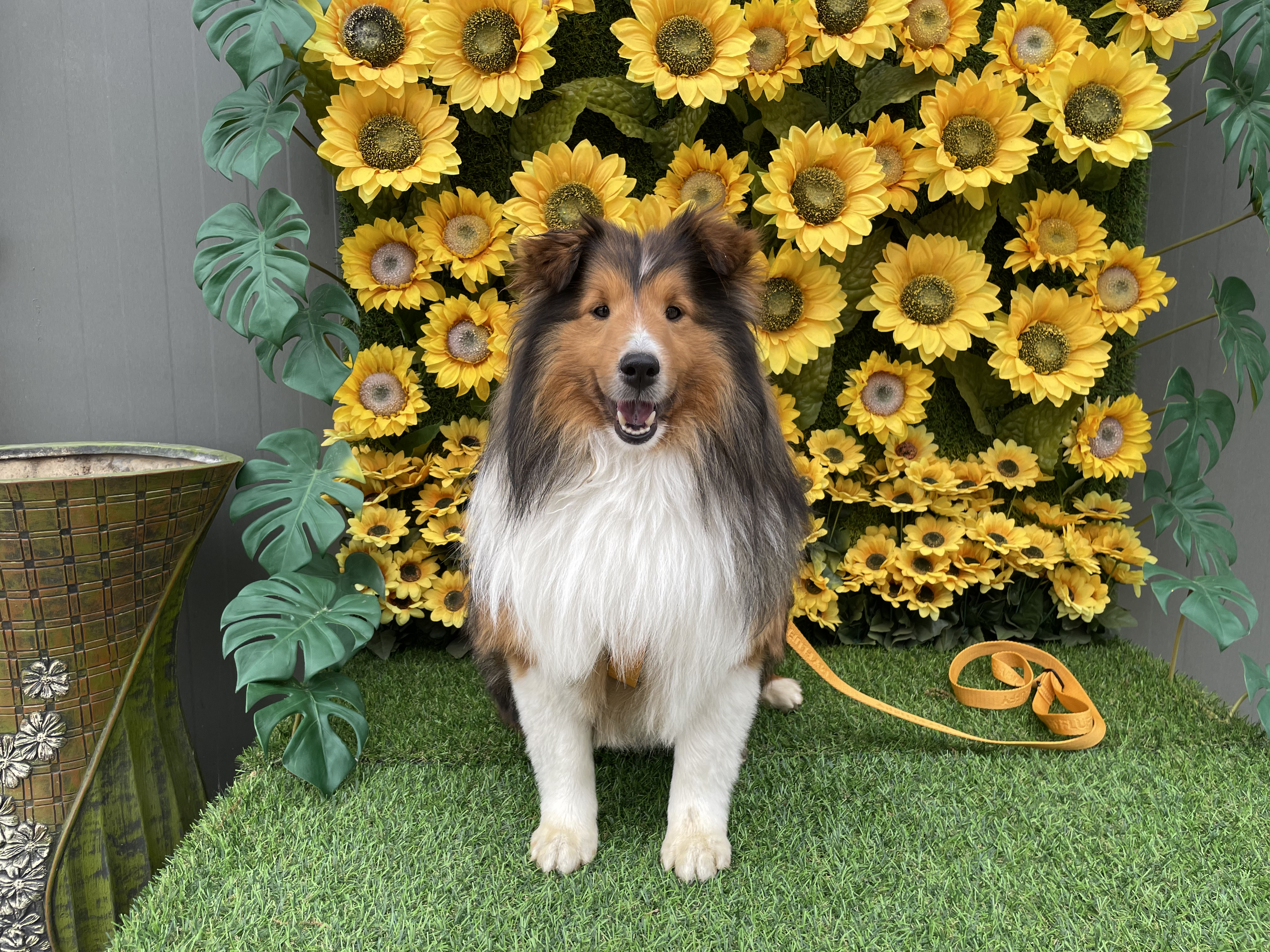 서씨가문 막냉이 된지 한 달 된 몽구(곤지암 셀트)이야기@