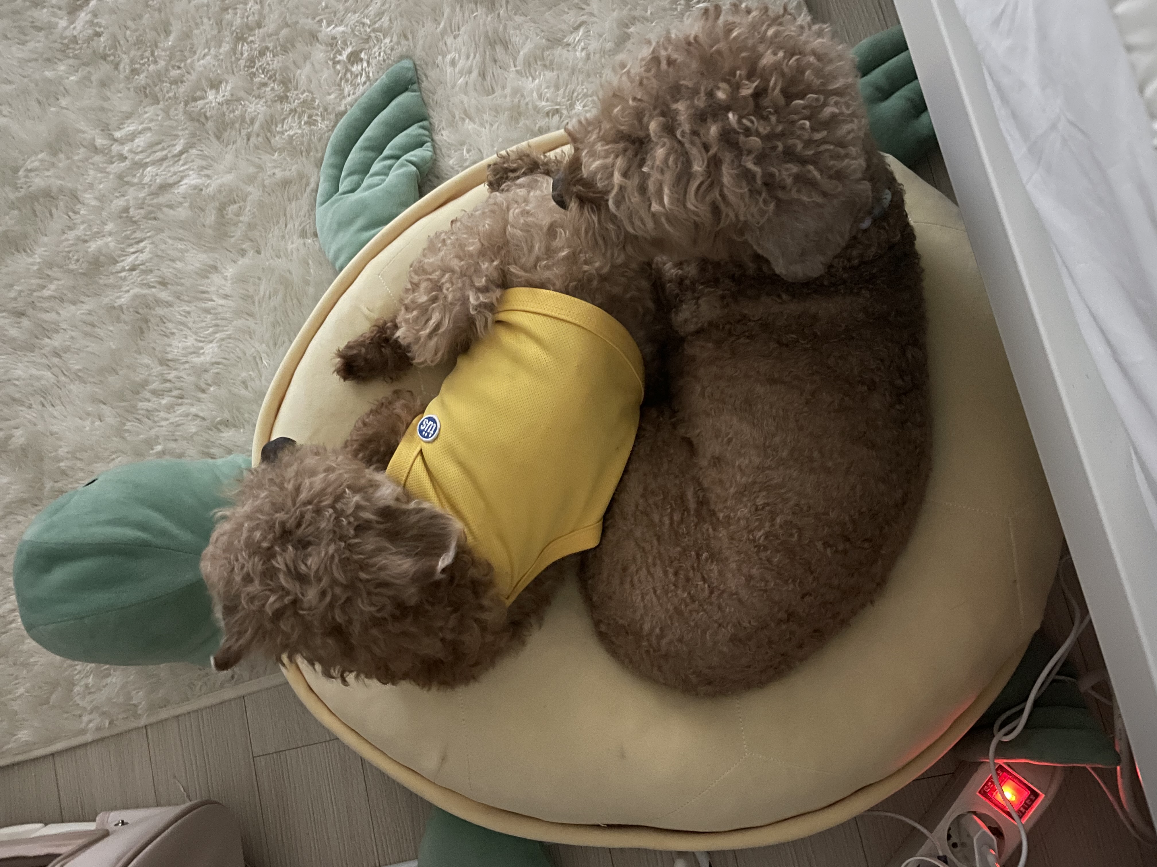 안녕하세요. 치치입니다 (곤지암83)