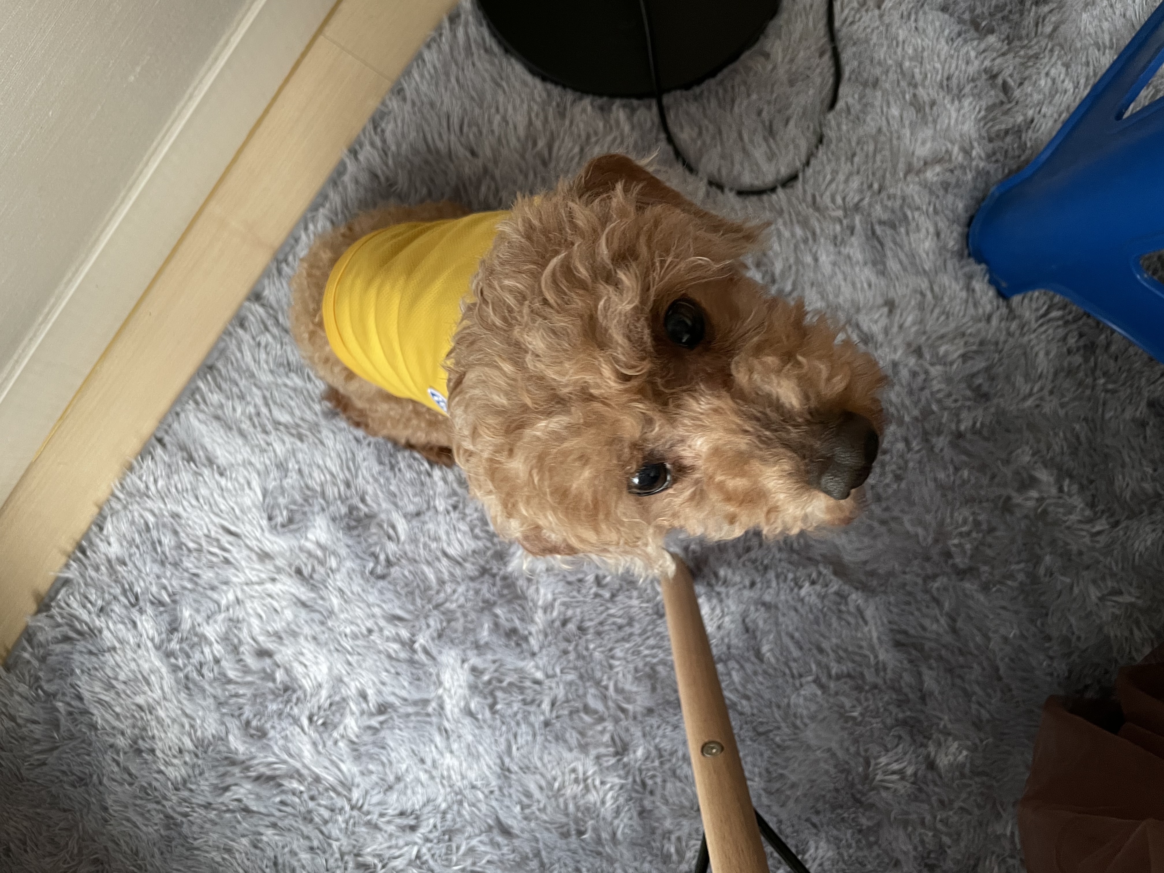 안녕하세요. 치치입니다 (곤지암83)