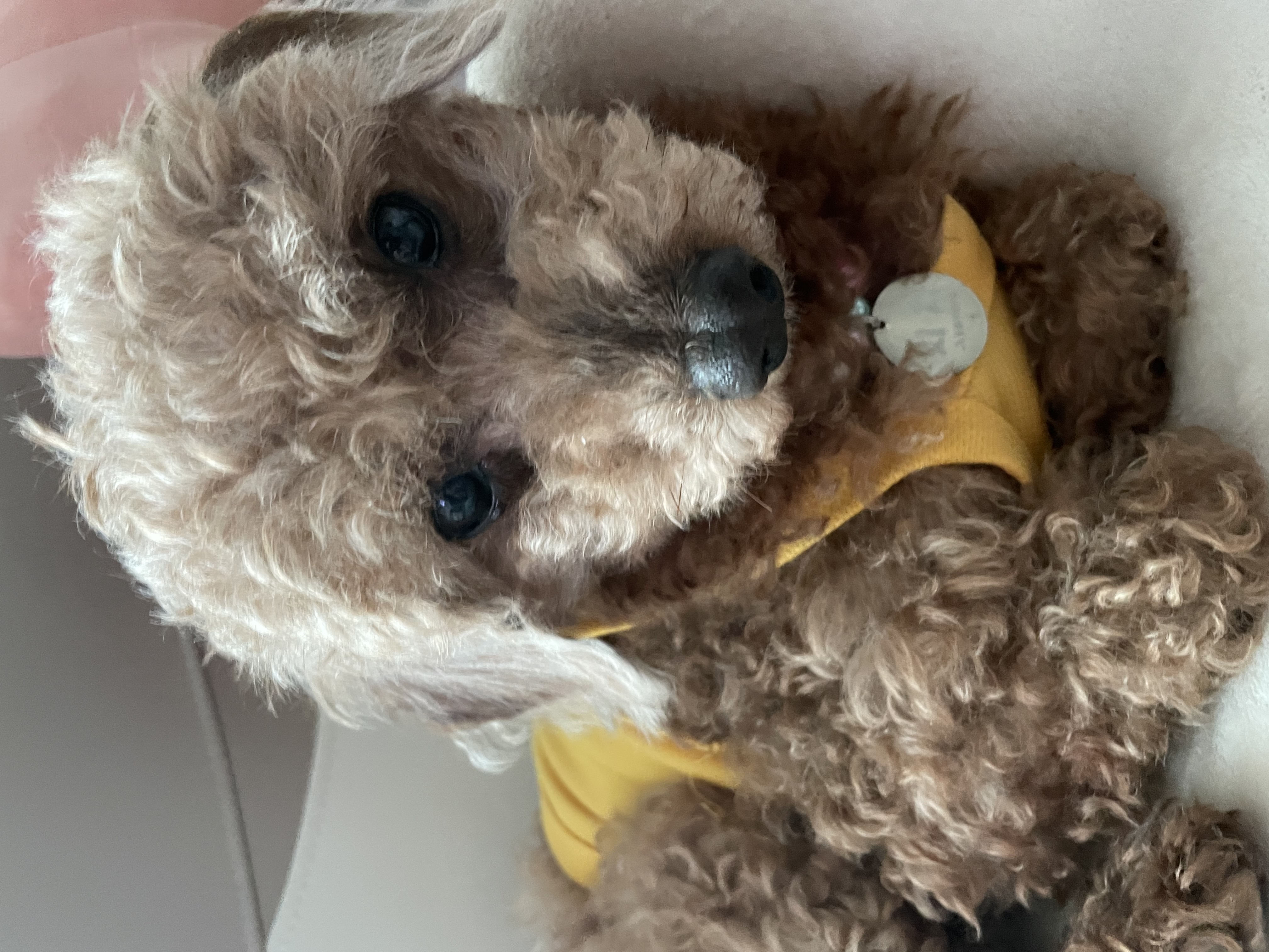 안녕하세요. 치치입니다 (곤지암83)