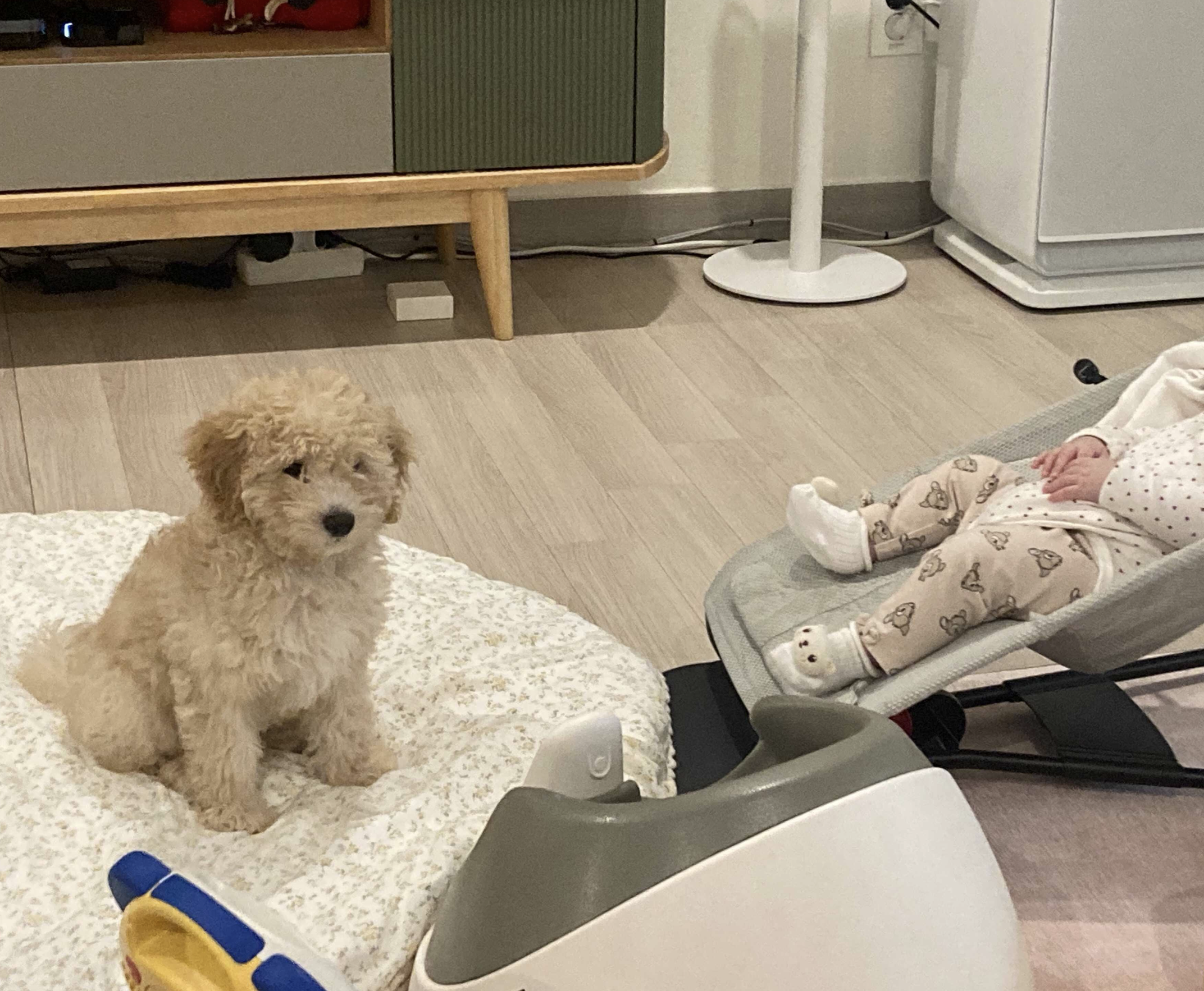 잼이(곤지암) 1달반 이야기입니다! 