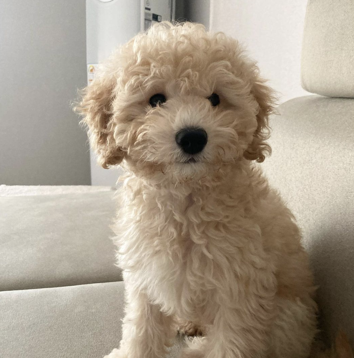 잼이(곤지암) 1달반 이야기입니다! 