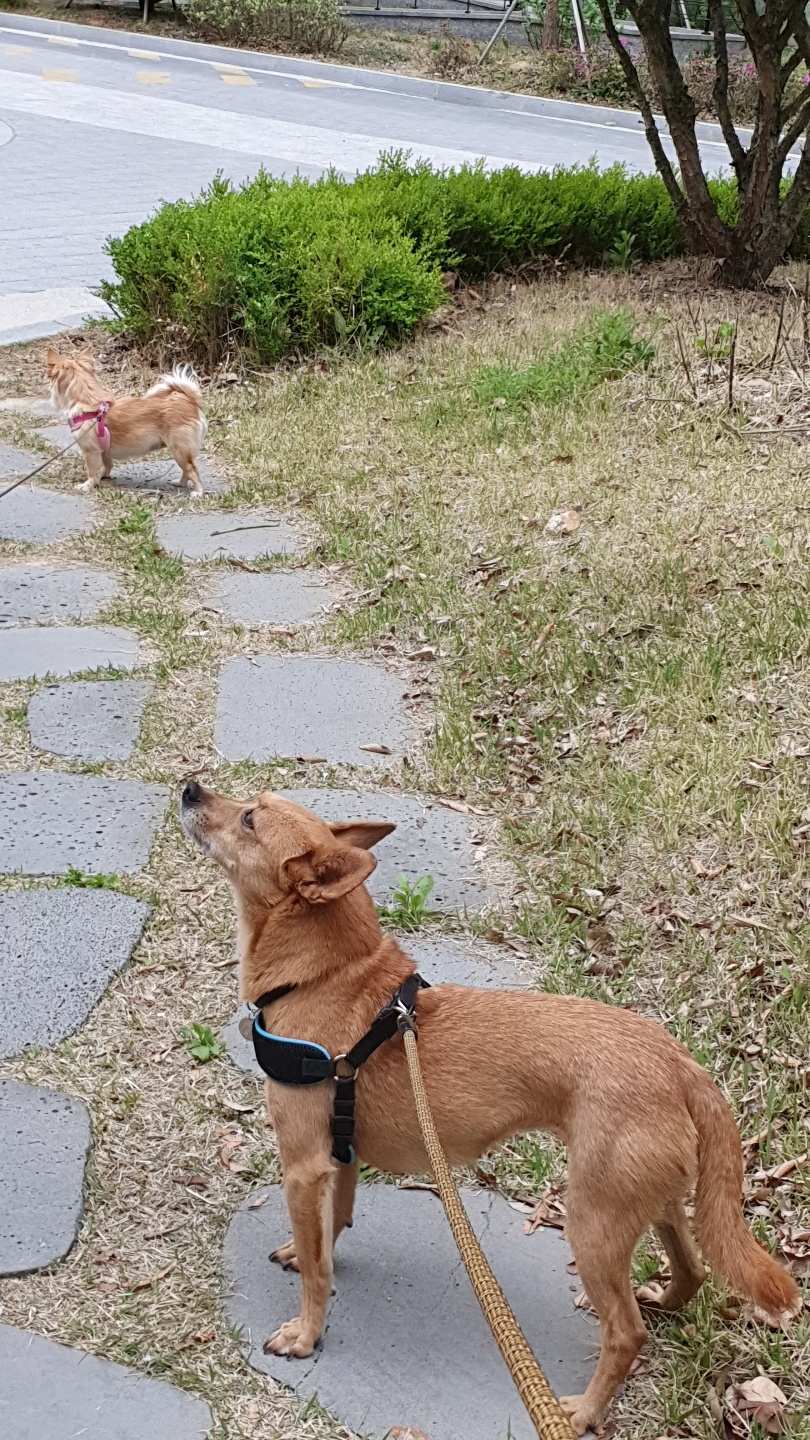 리카(헐크 4세) 입양 100일 축하!