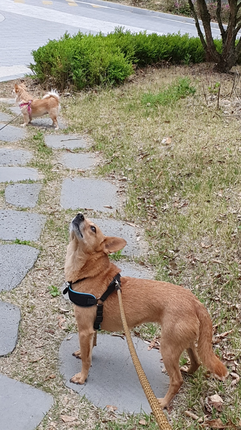 리카(헐크 4세) 입양 100일 축하!