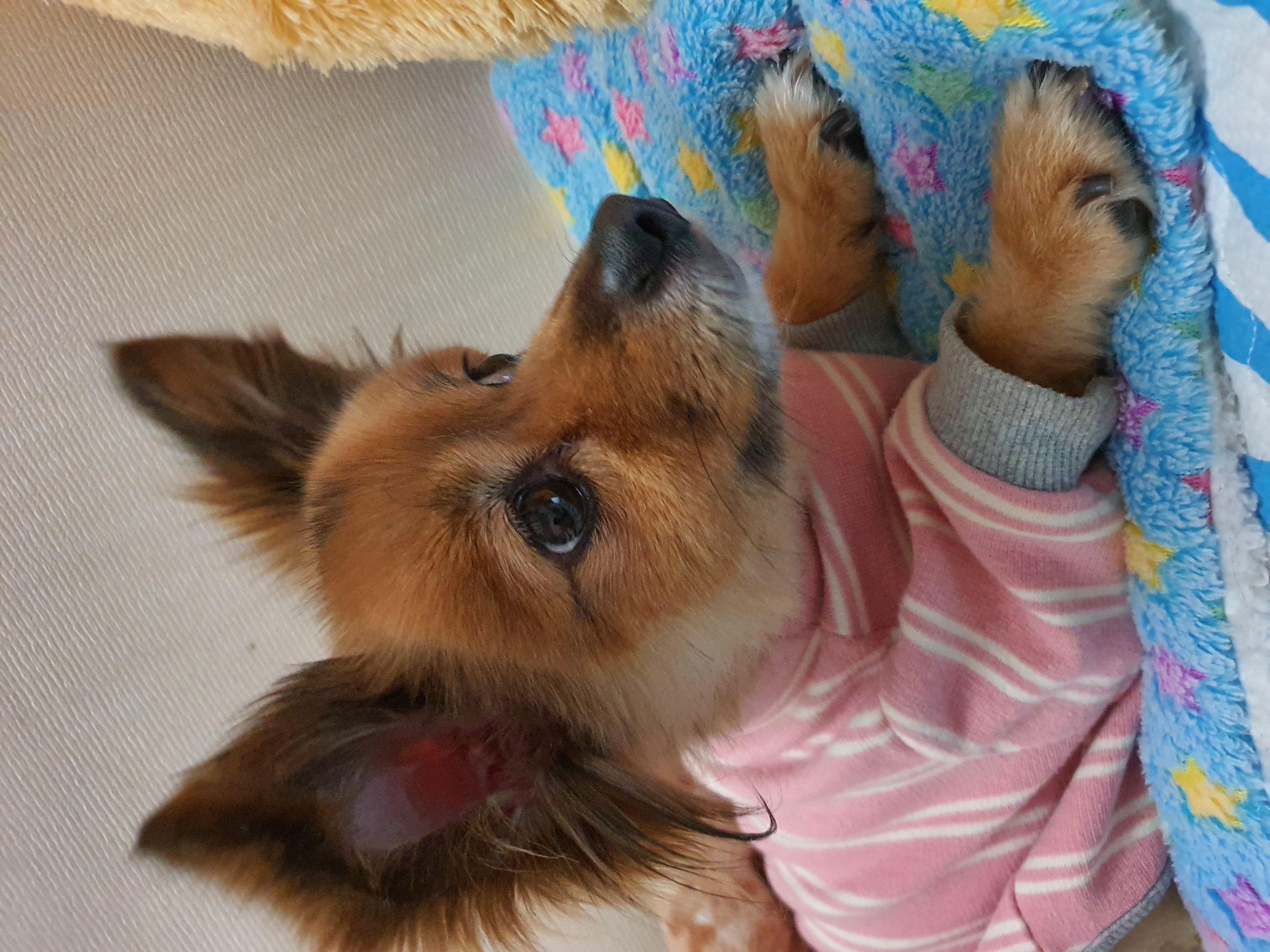 멜론이 입양 3개월 후기~~