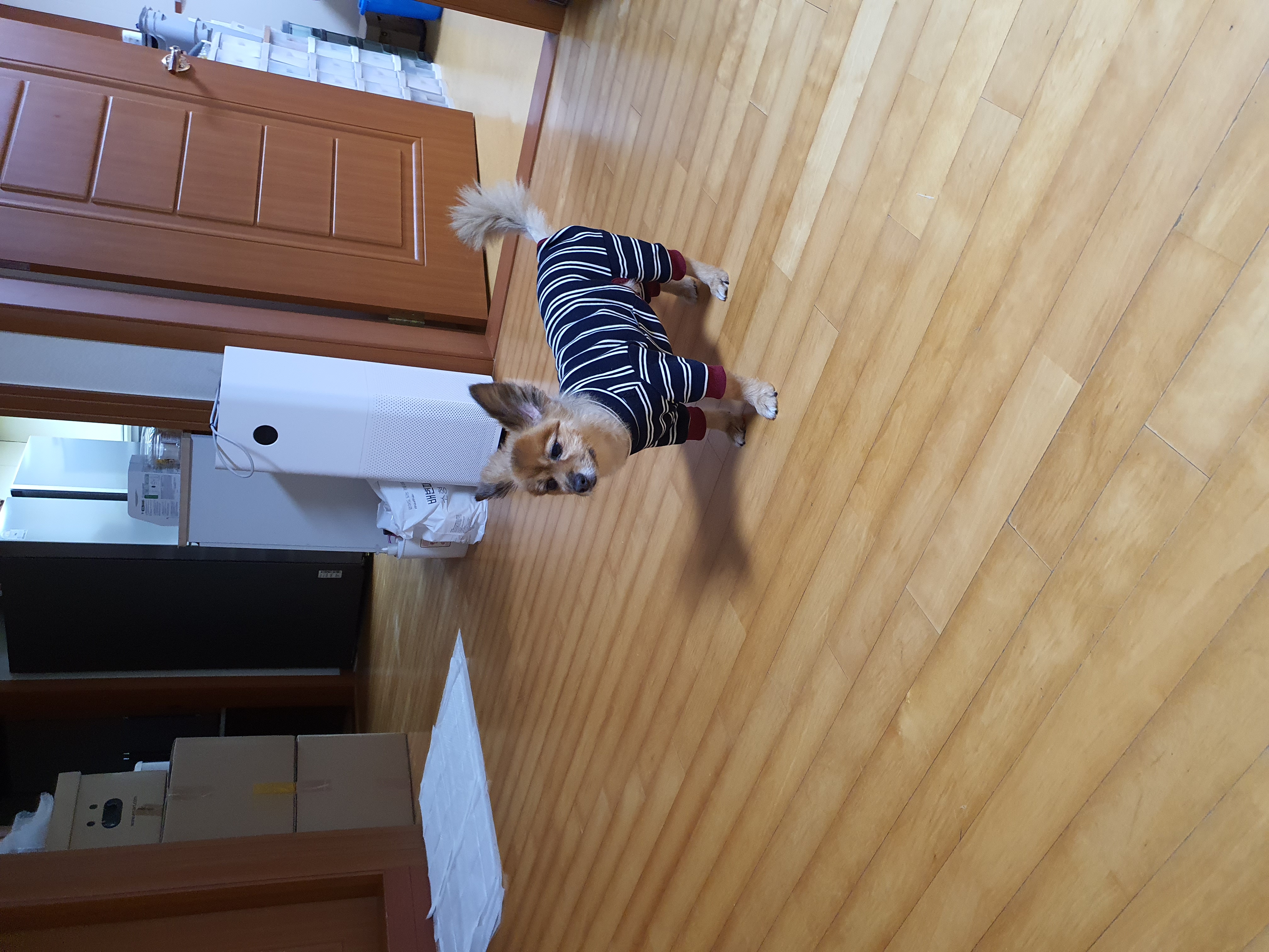 멜론이 입양 3개월 후기~~