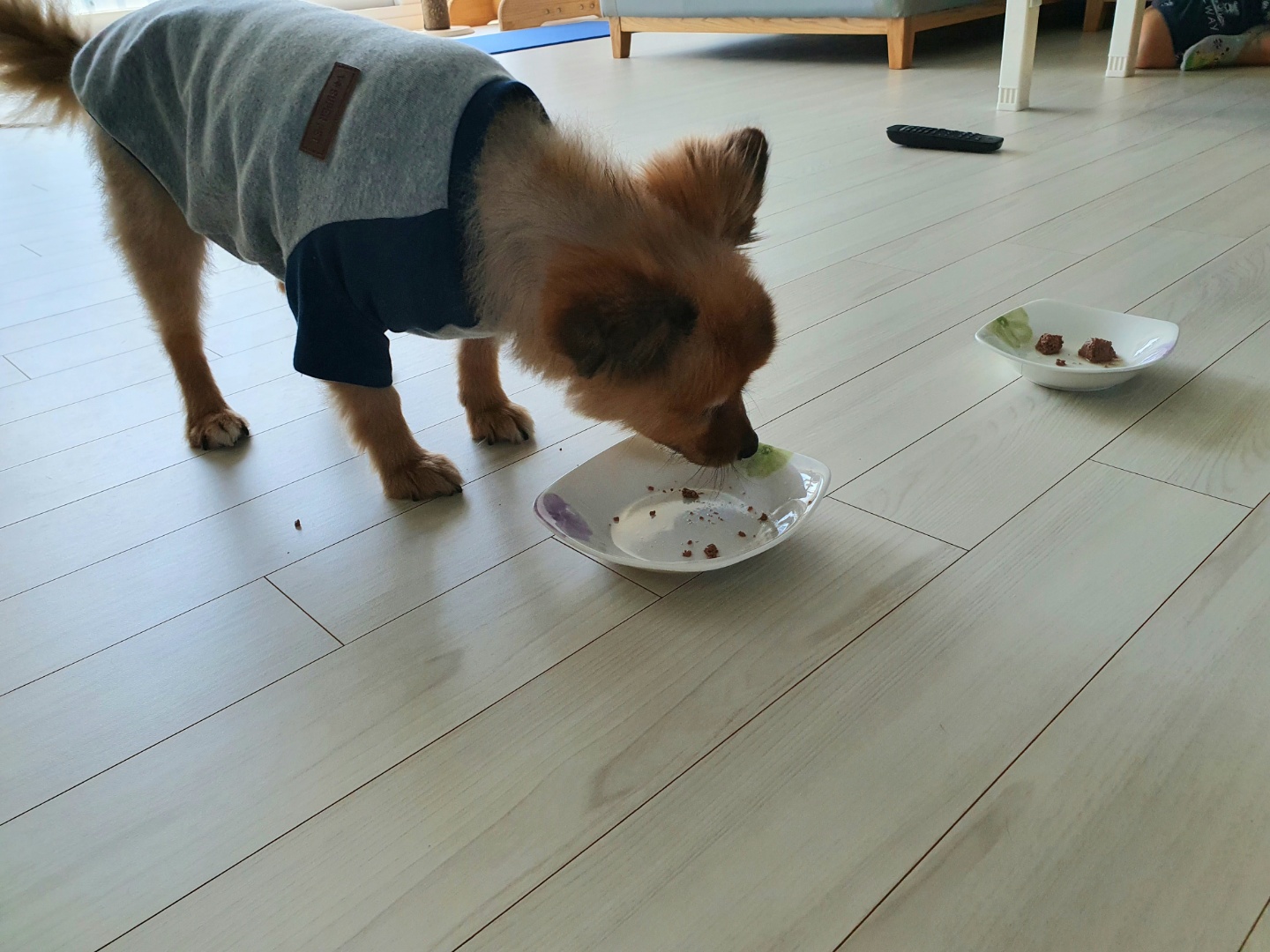 멜론이 입양 3개월 후기~~