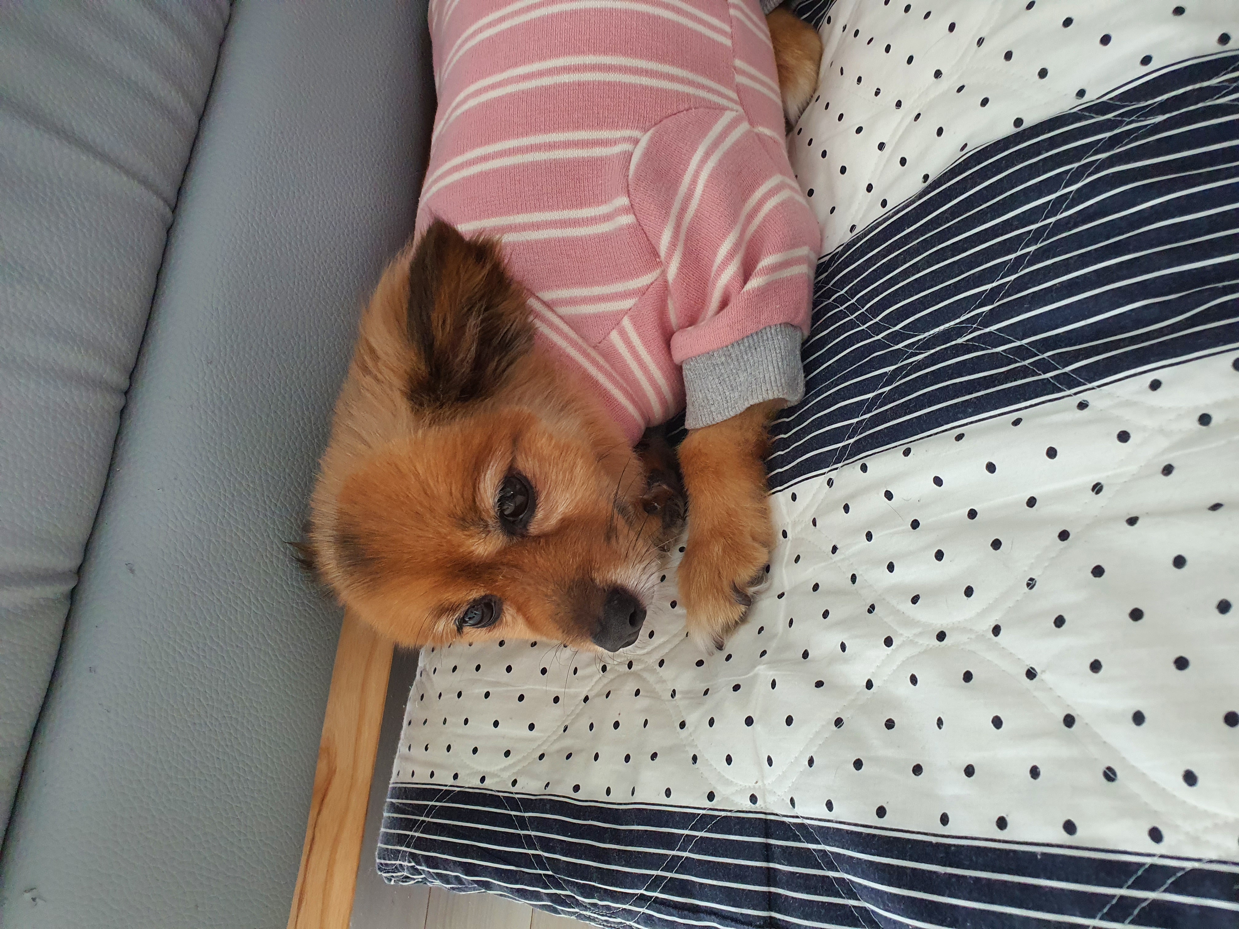 멜론이 입양 3개월 후기~~