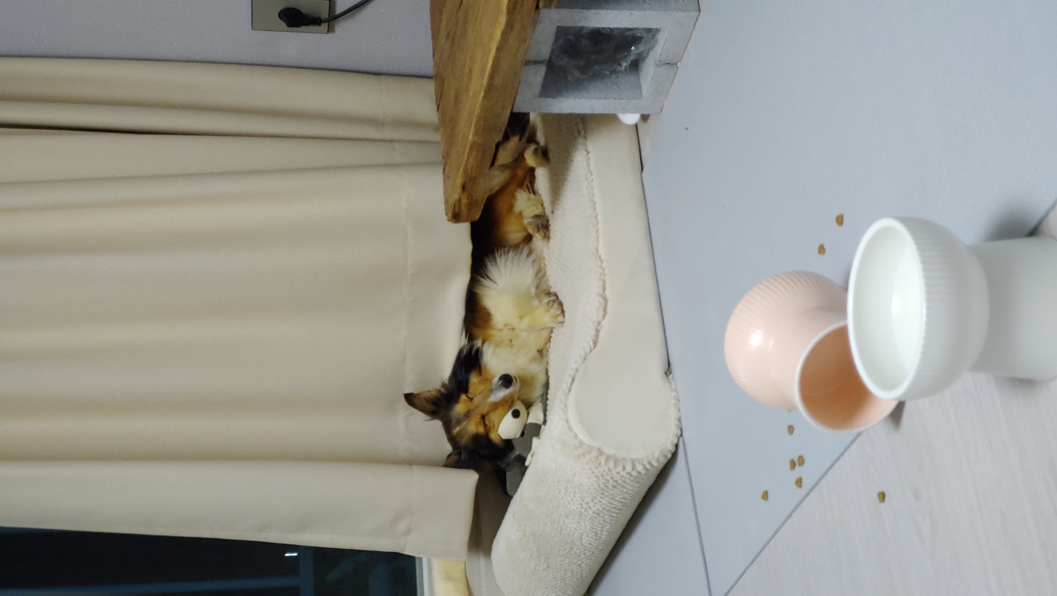 우리 보미(구 셀리) 한달 되었어요~