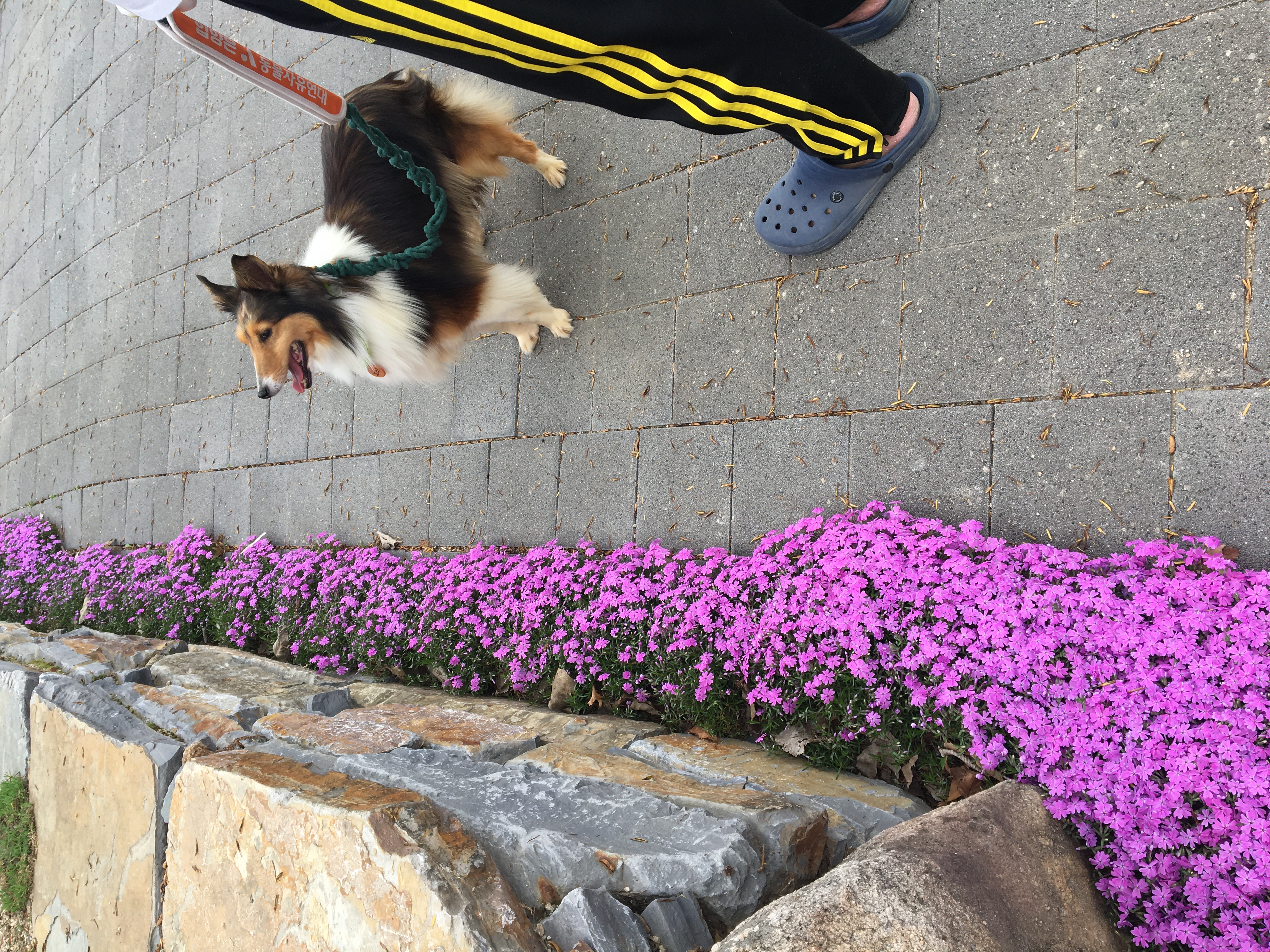 우리 보미(구 셀리) 한달 되었어요~