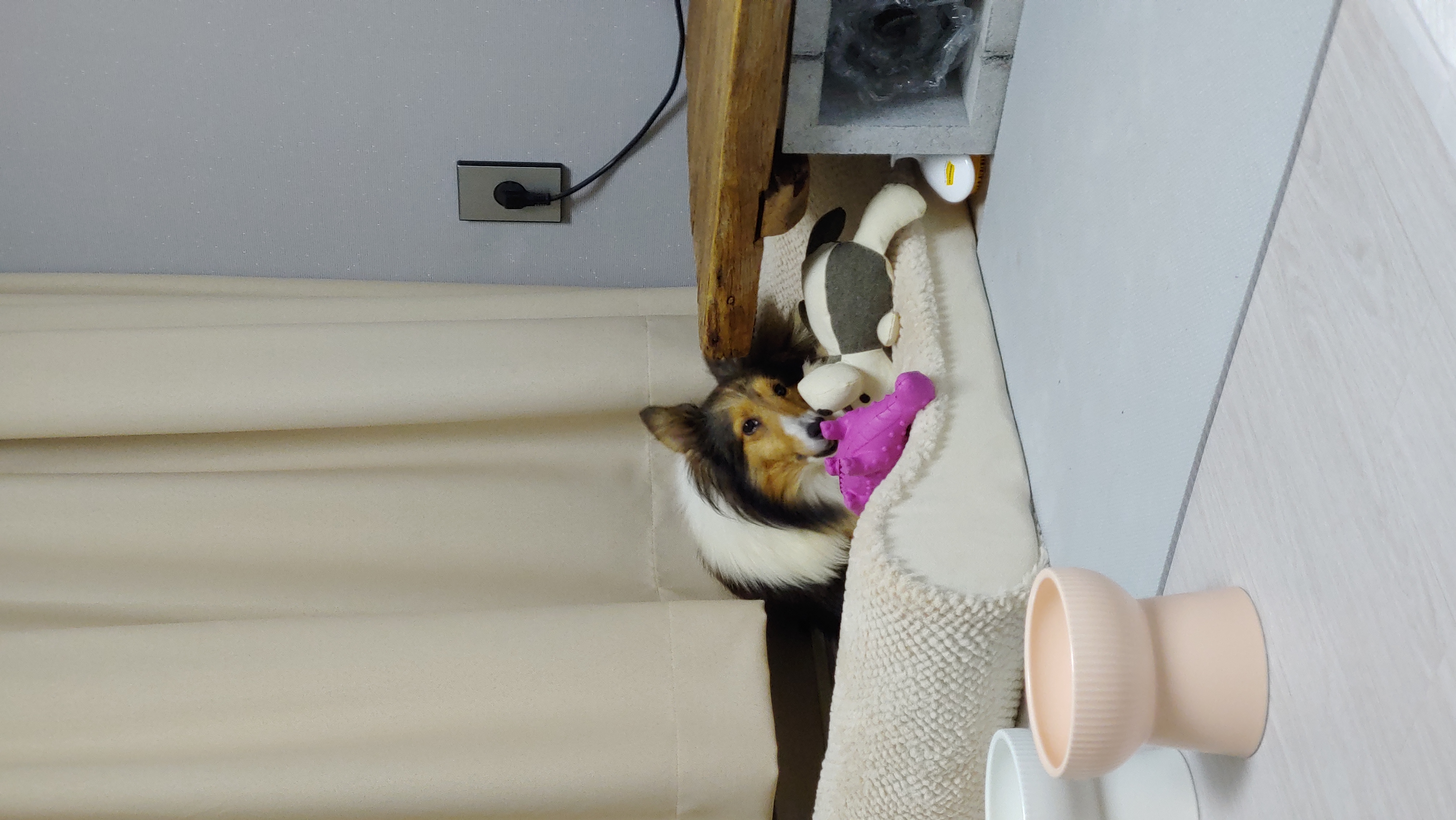 우리 보미(구 셀리) 한달 되었어요~