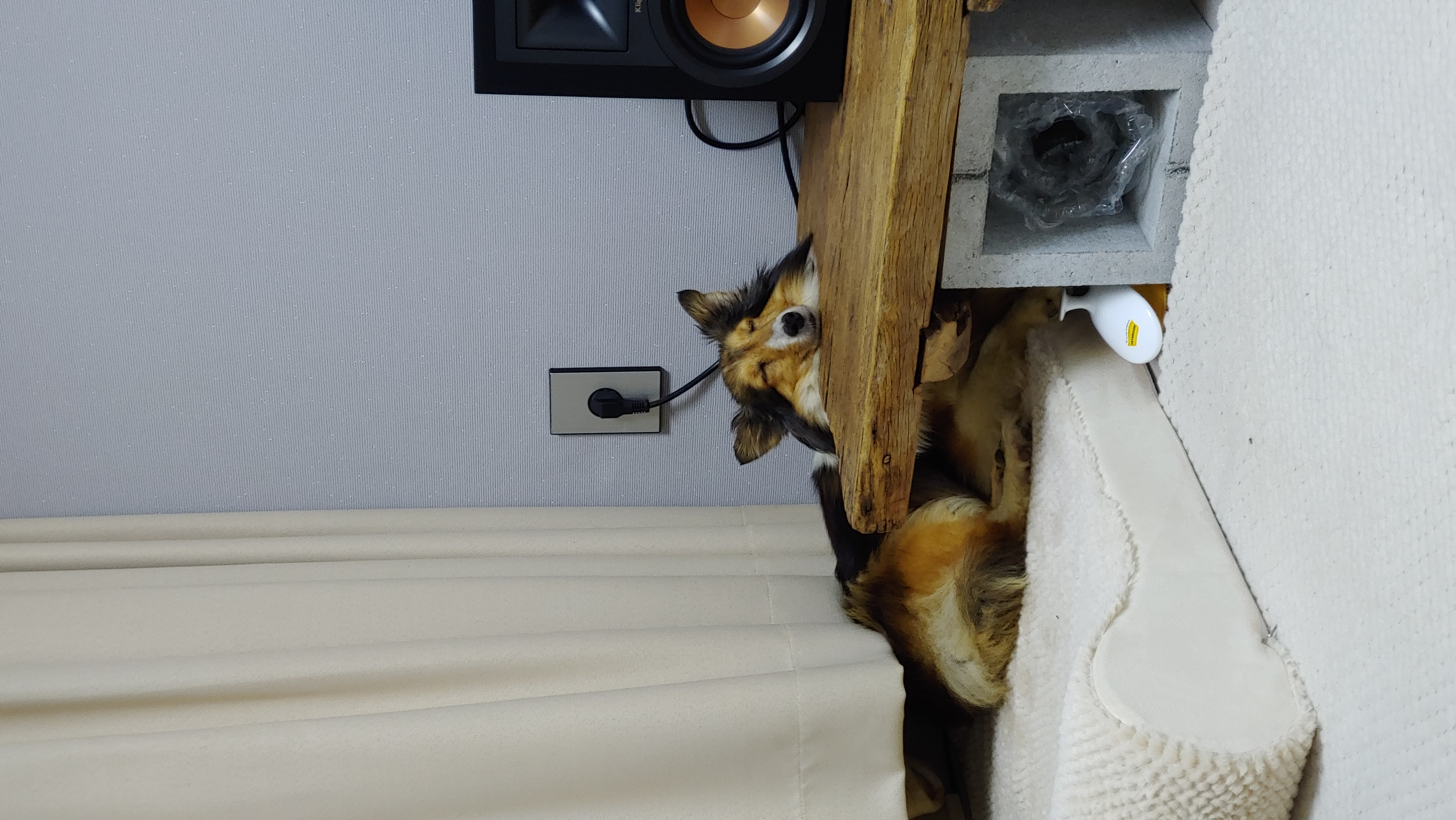 우리 보미(구 셀리) 한달 되었어요~