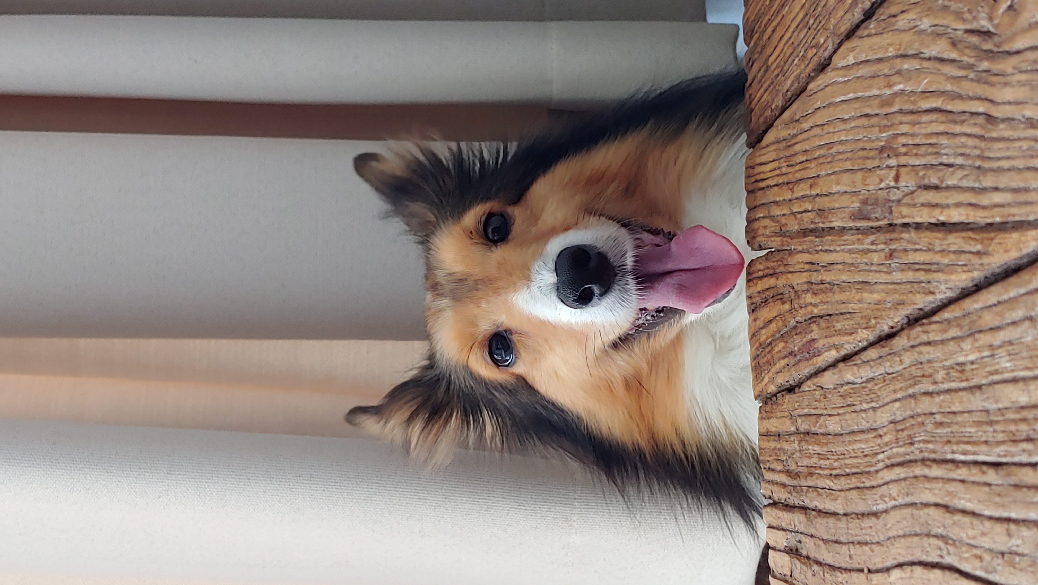 우리 보미(구 셀리) 한달 되었어요~