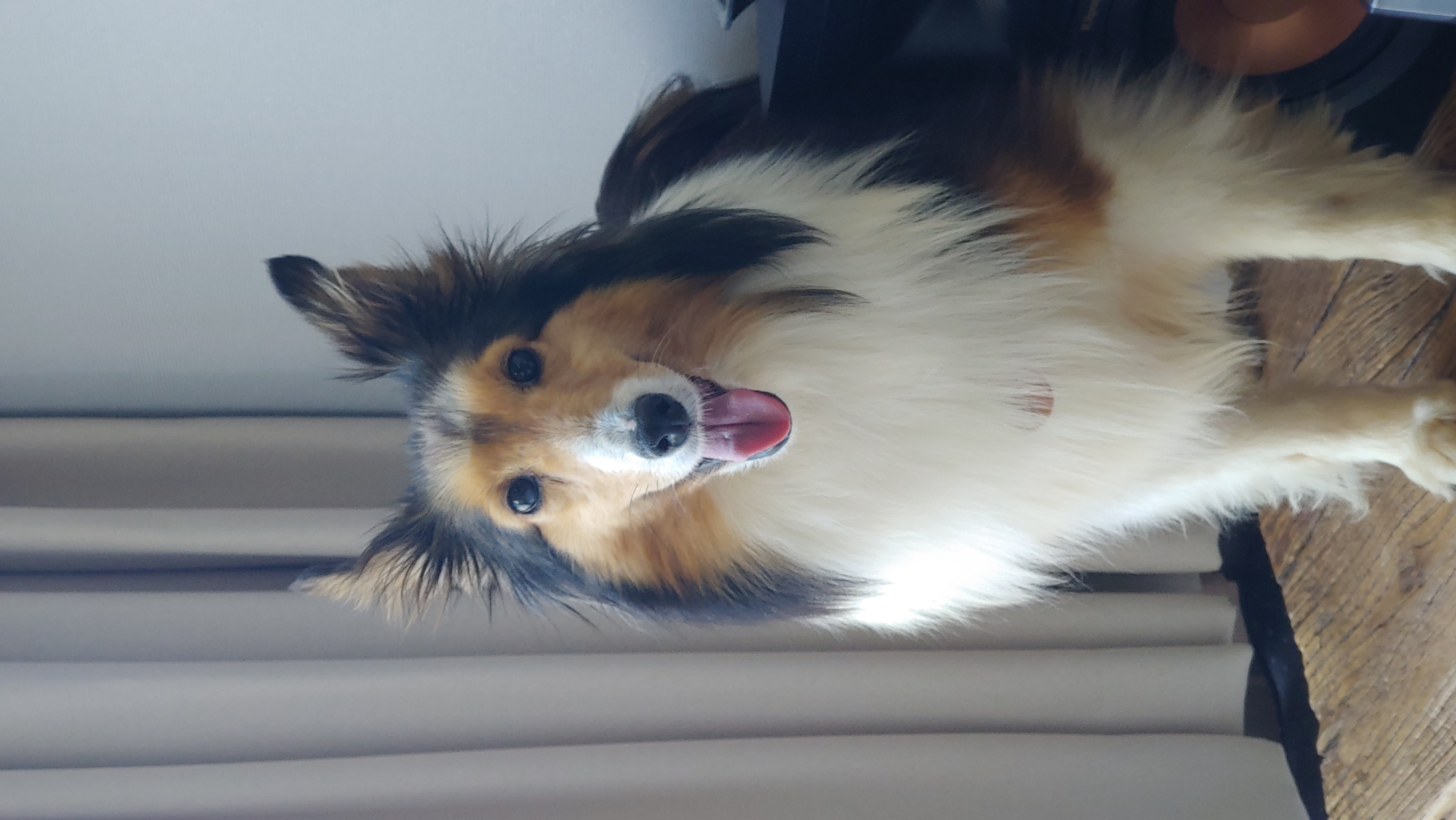 우리 보미(구 셀리) 한달 되었어요~