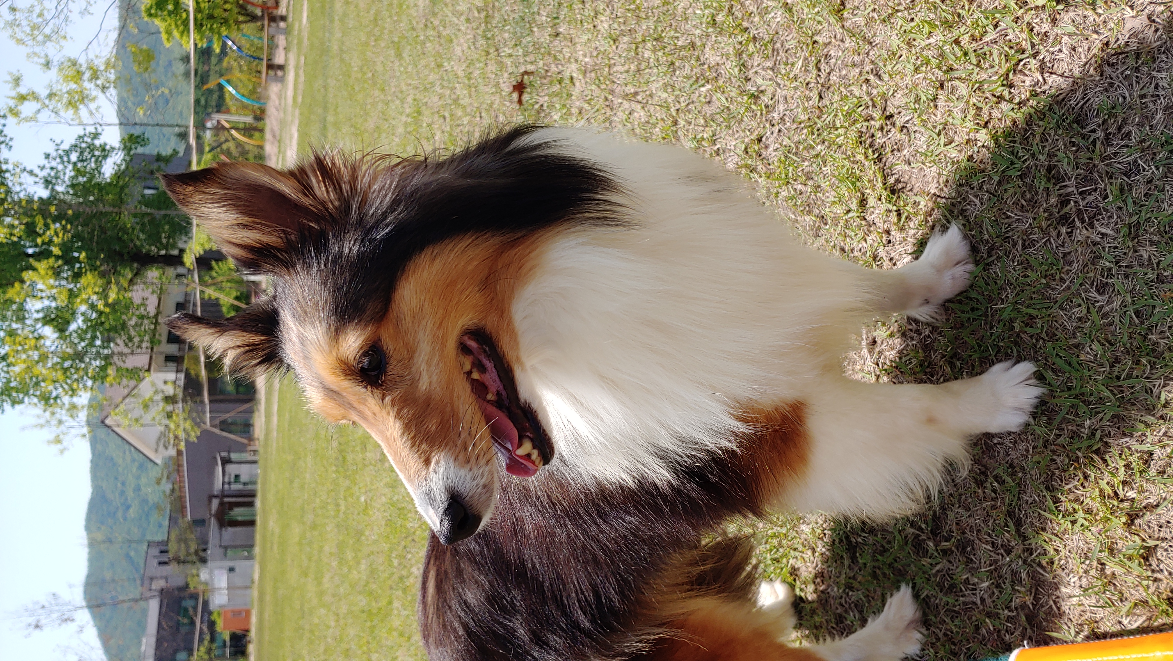 우리 보미(구 셀리) 한달 되었어요~