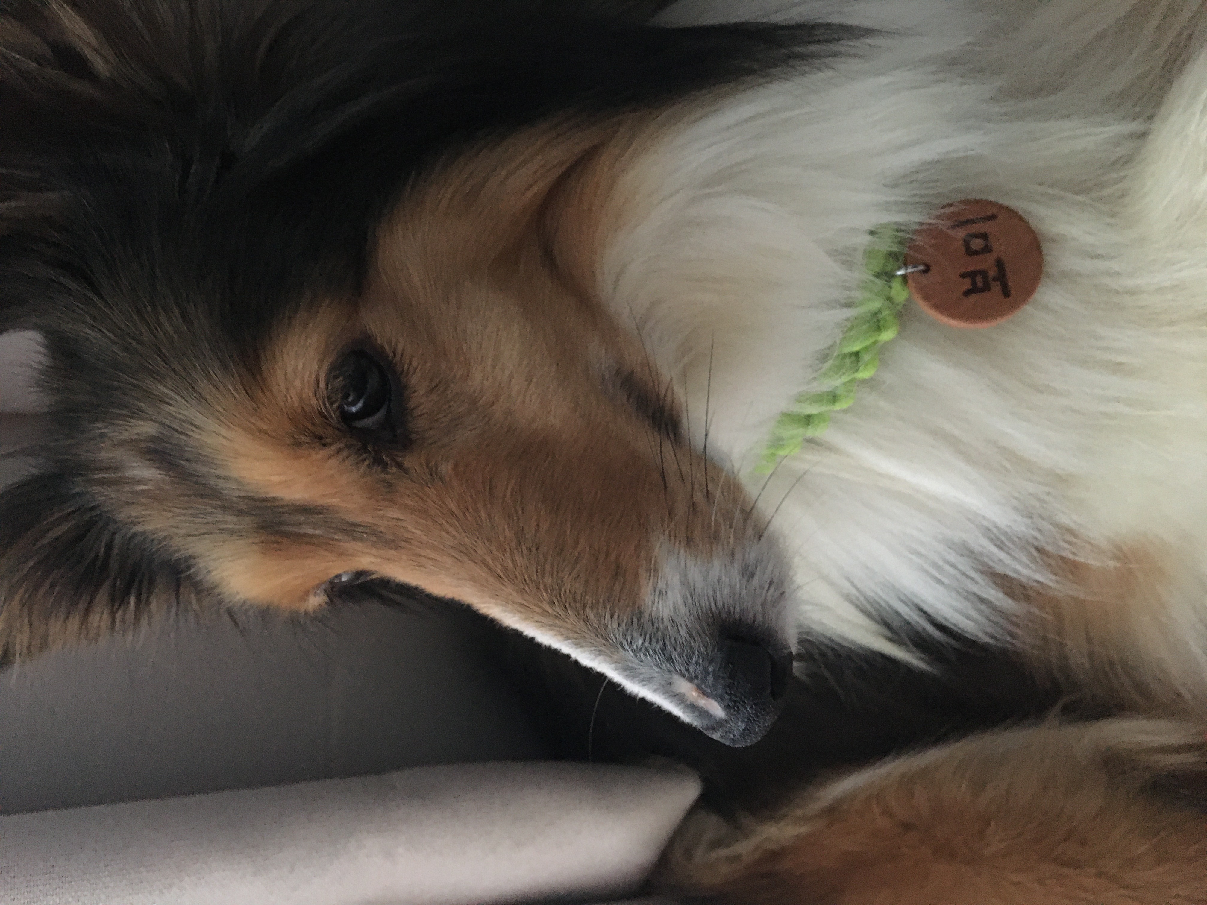 우리 보미(구 셀리) 한달 되었어요~