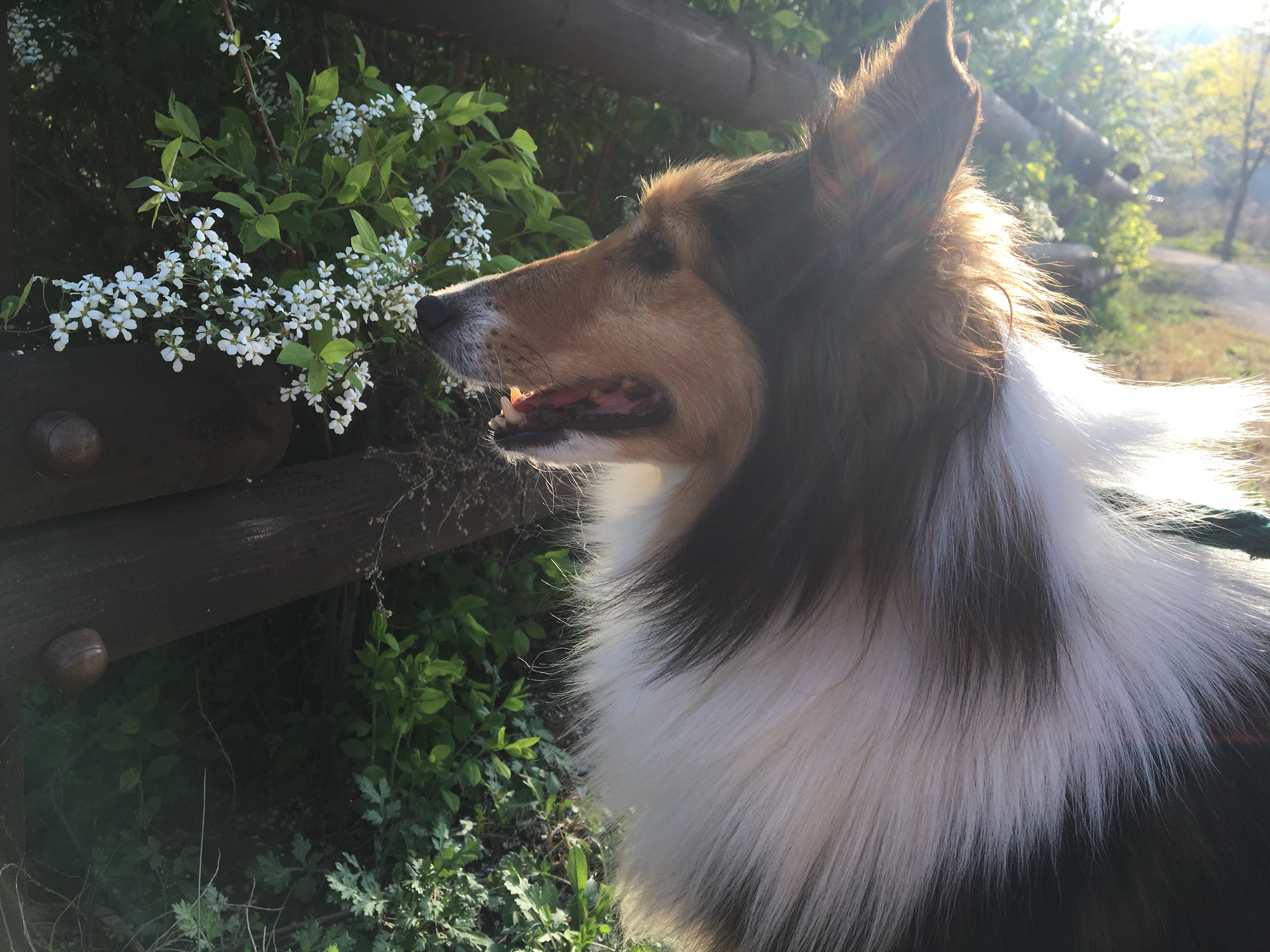 우리 보미(구 셀리) 한달 되었어요~