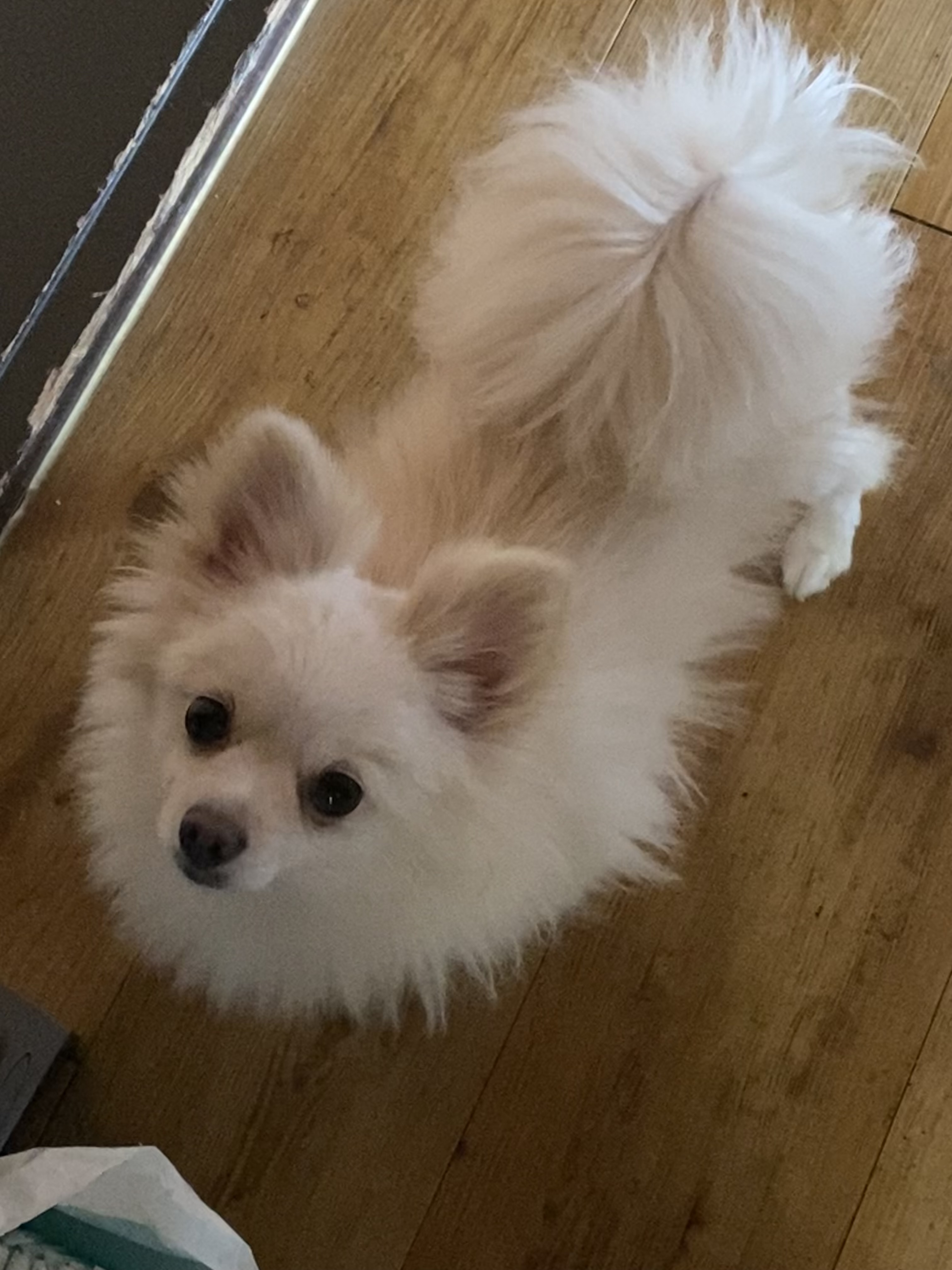 도비(곤지암-29) 입양한지 일주일 됐습니다~