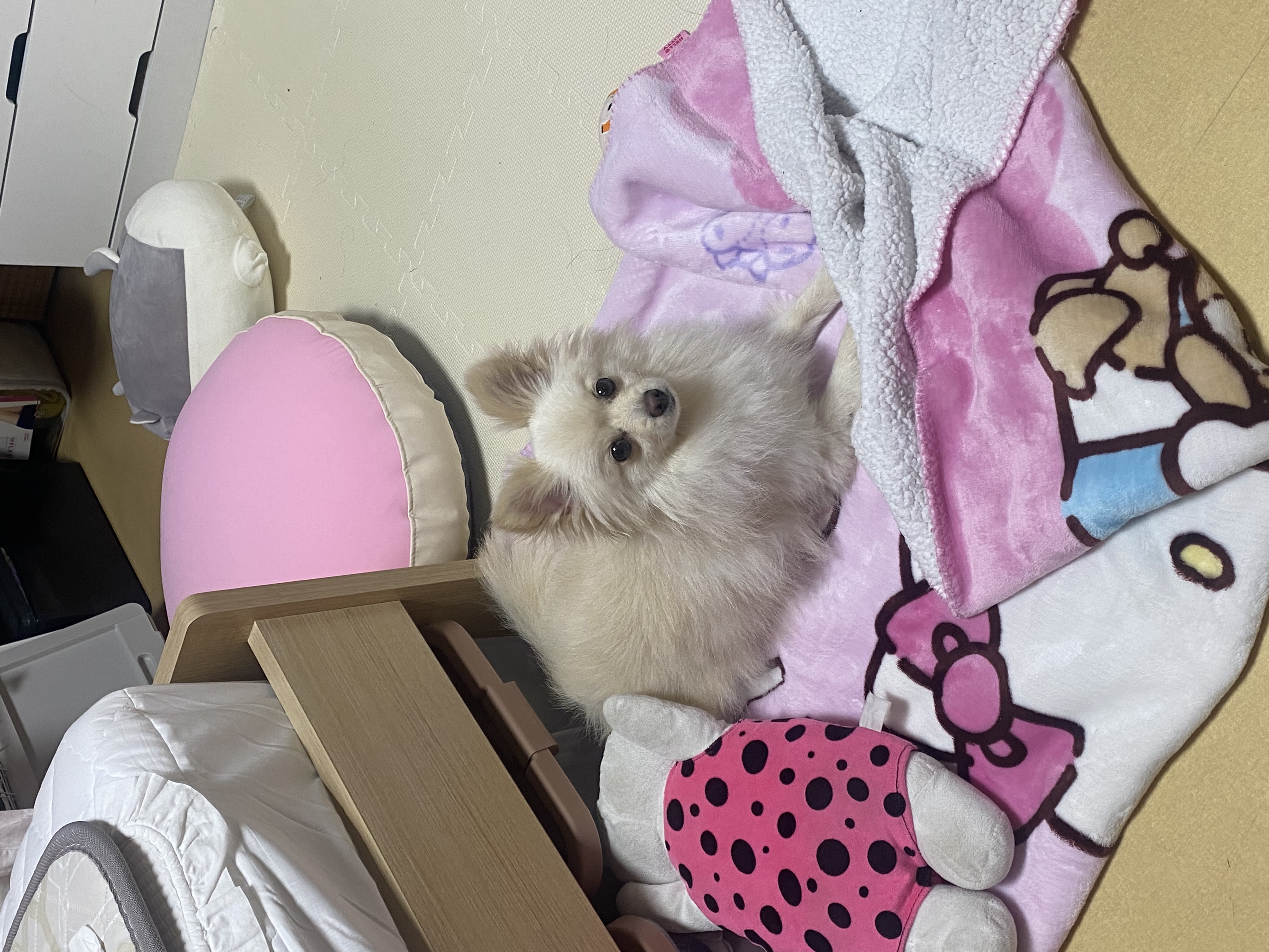 도비(곤지암-29) 입양한지 일주일 됐습니다~