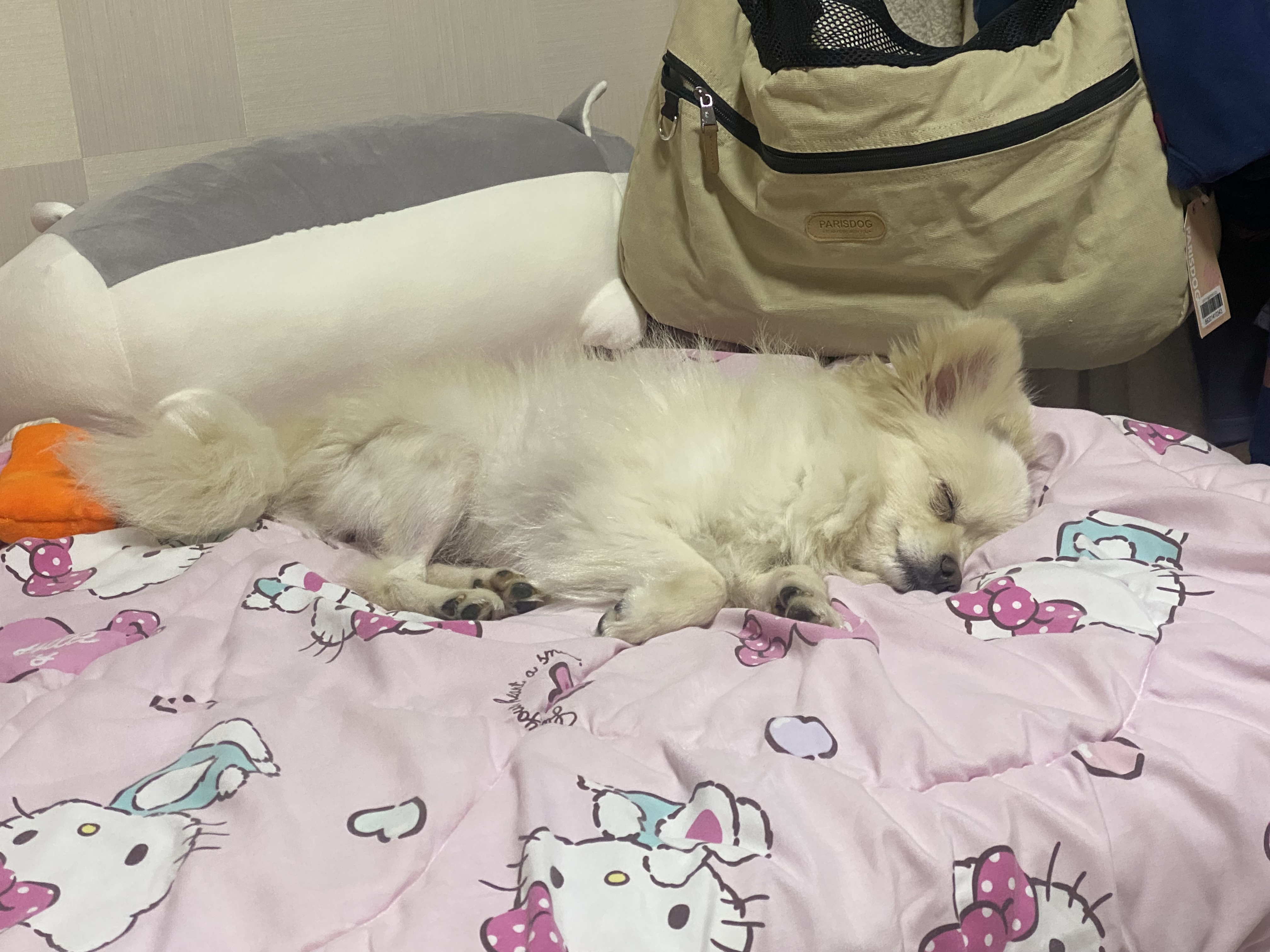 도비(곤지암-29) 입양한지 일주일 됐습니다~