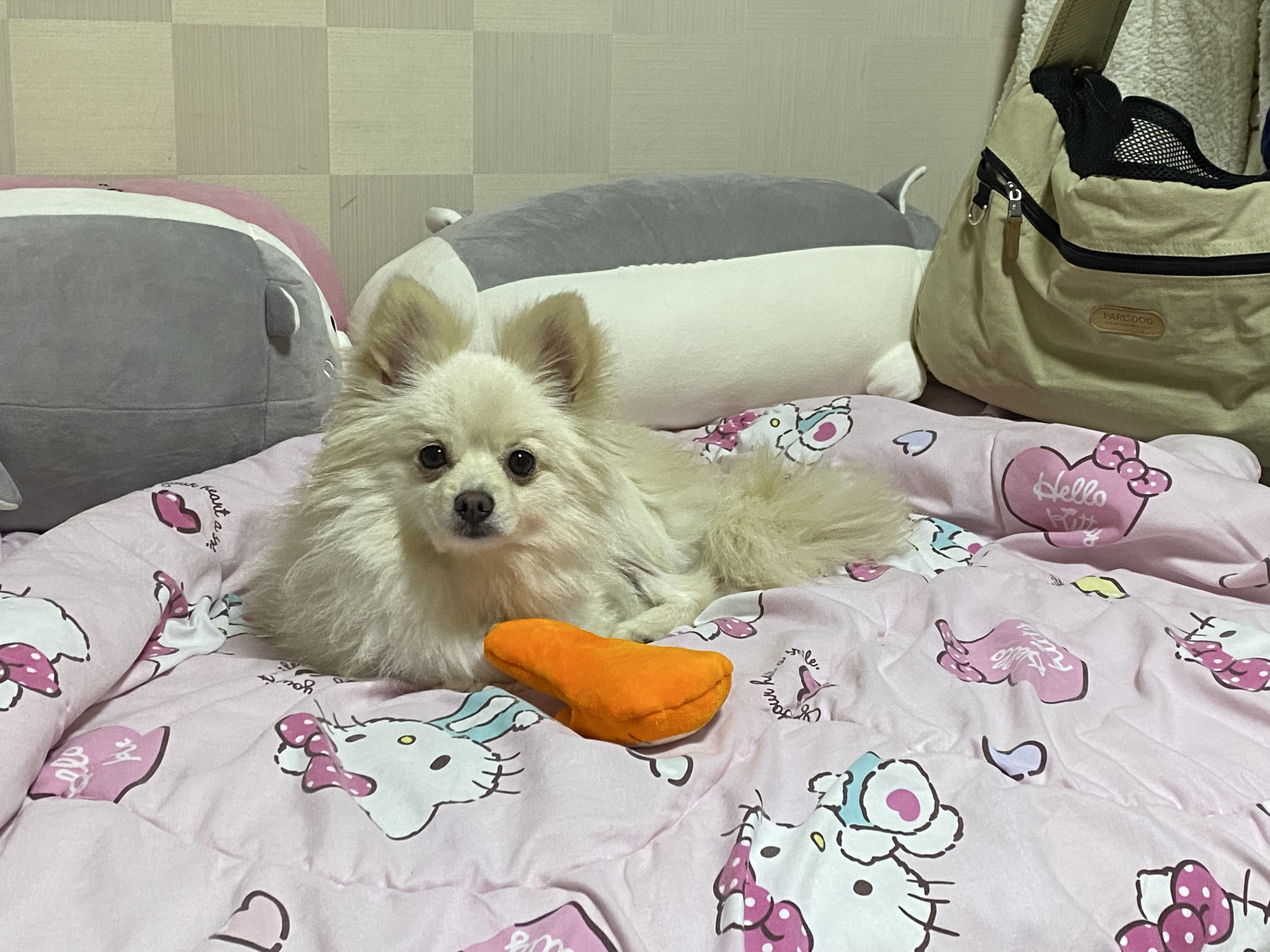 도비(곤지암-29) 입양한지 일주일 됐습니다~