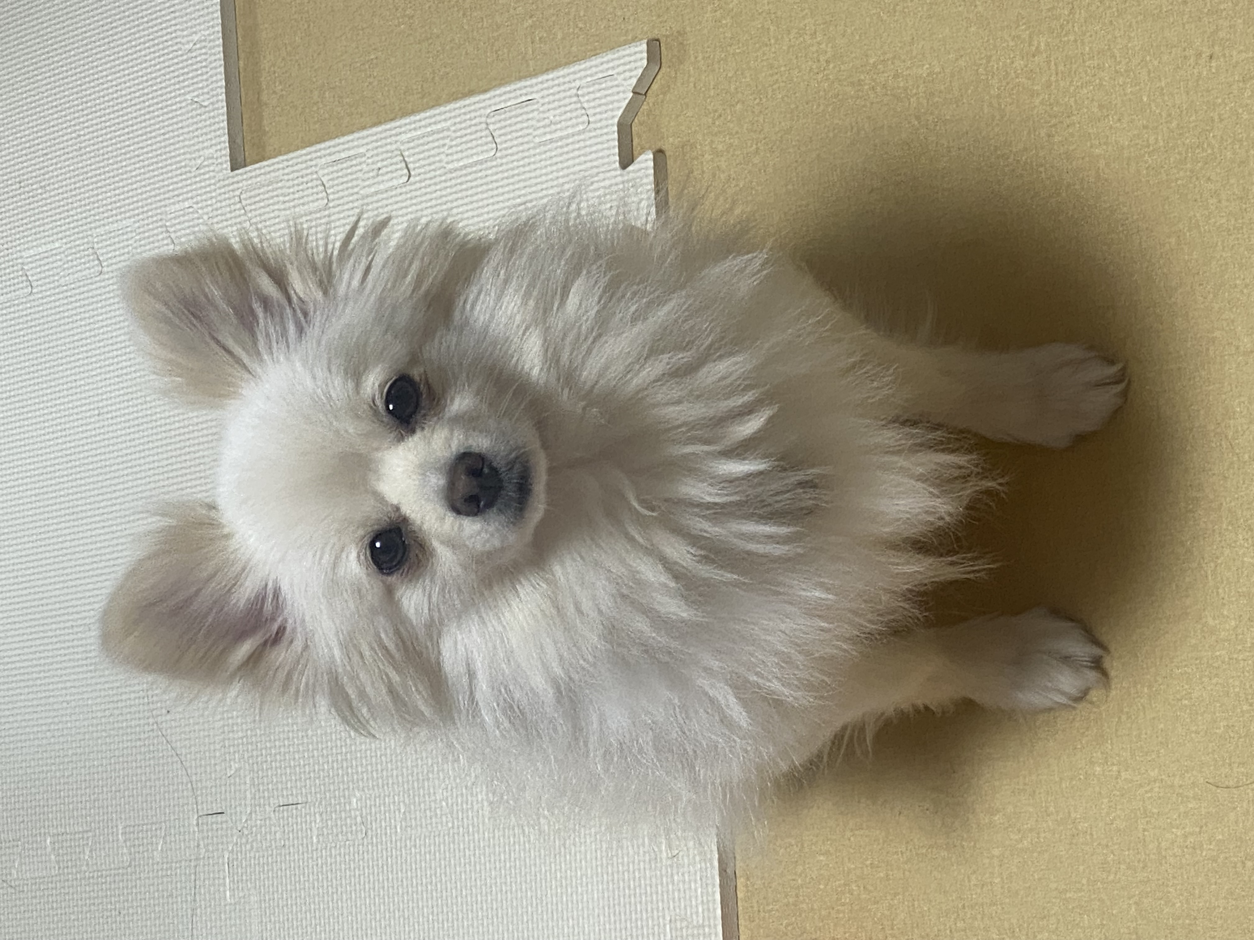 도비(곤지암-29) 입양한지 일주일 됐습니다~