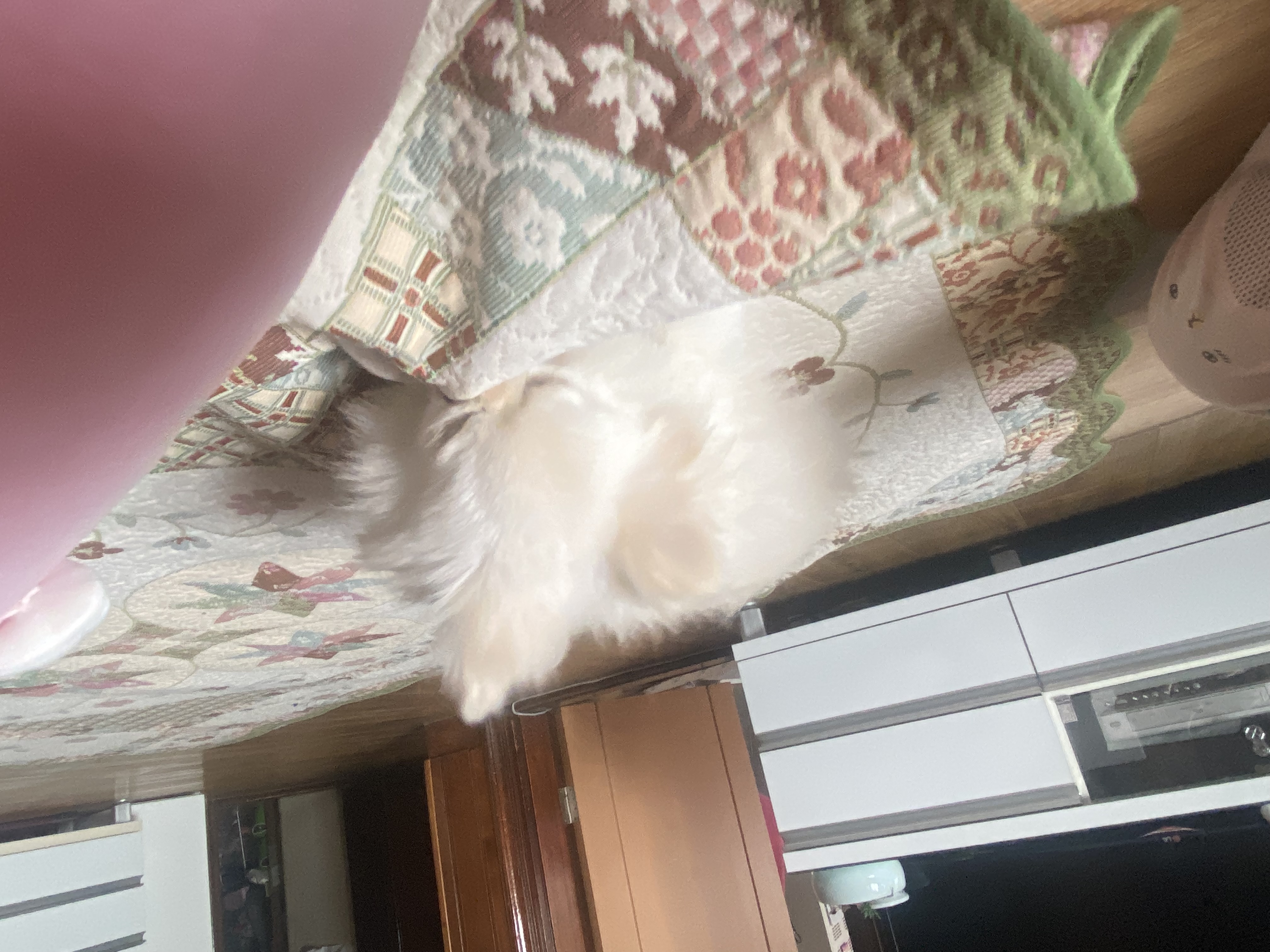 도비(곤지암-29) 입양한지 일주일 됐습니다~