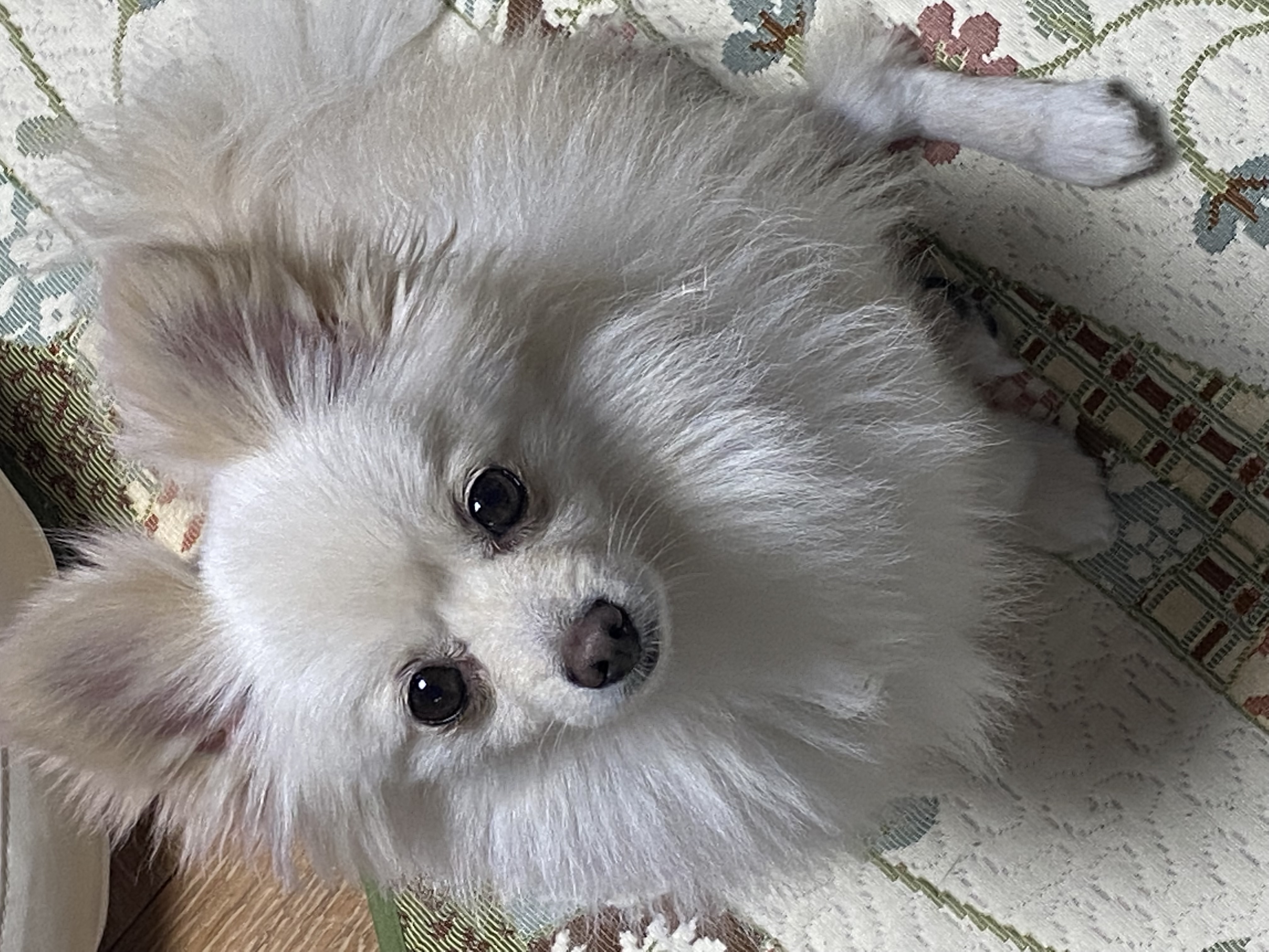 도비(곤지암-29) 입양한지 일주일 됐습니다~