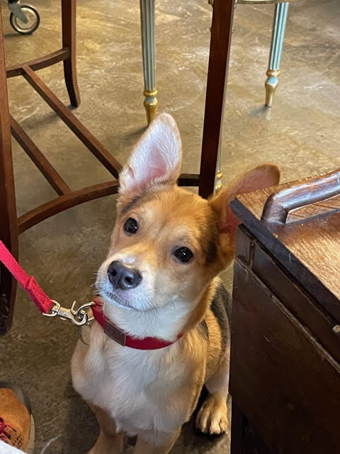 마초 입양 3개월 후기