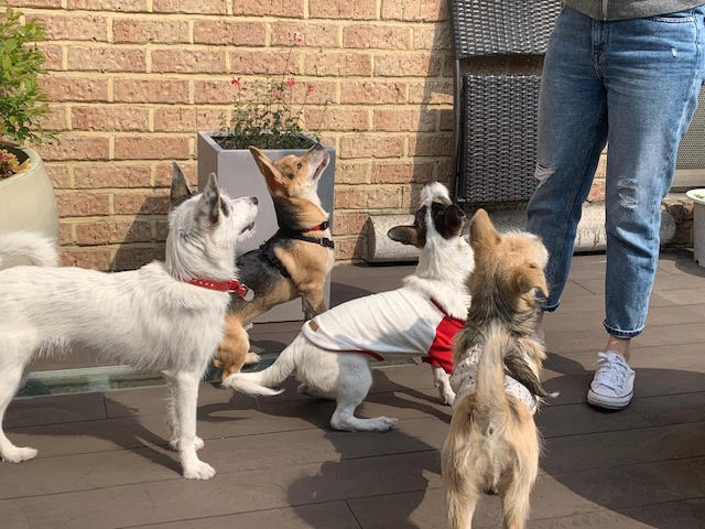 마초 입양 3개월 후기