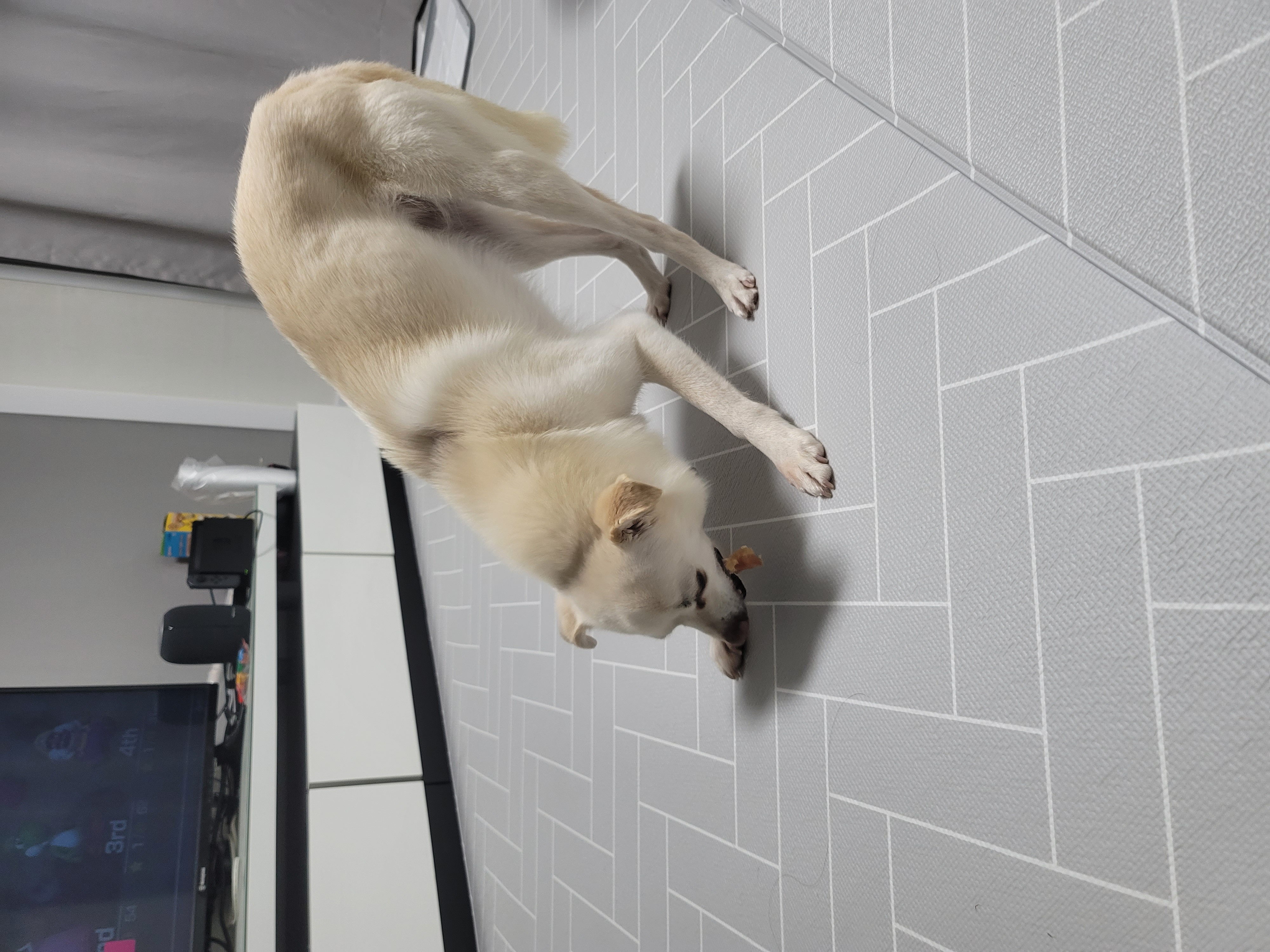 데이지 일주일 이야기