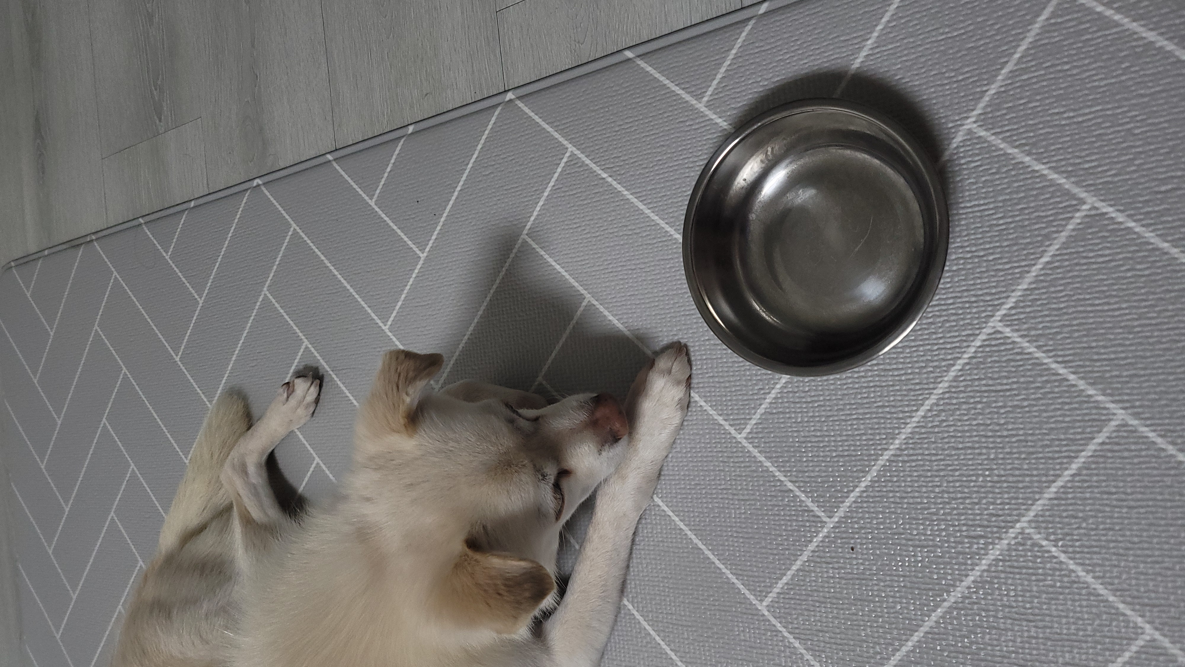 데이지 일주일 이야기