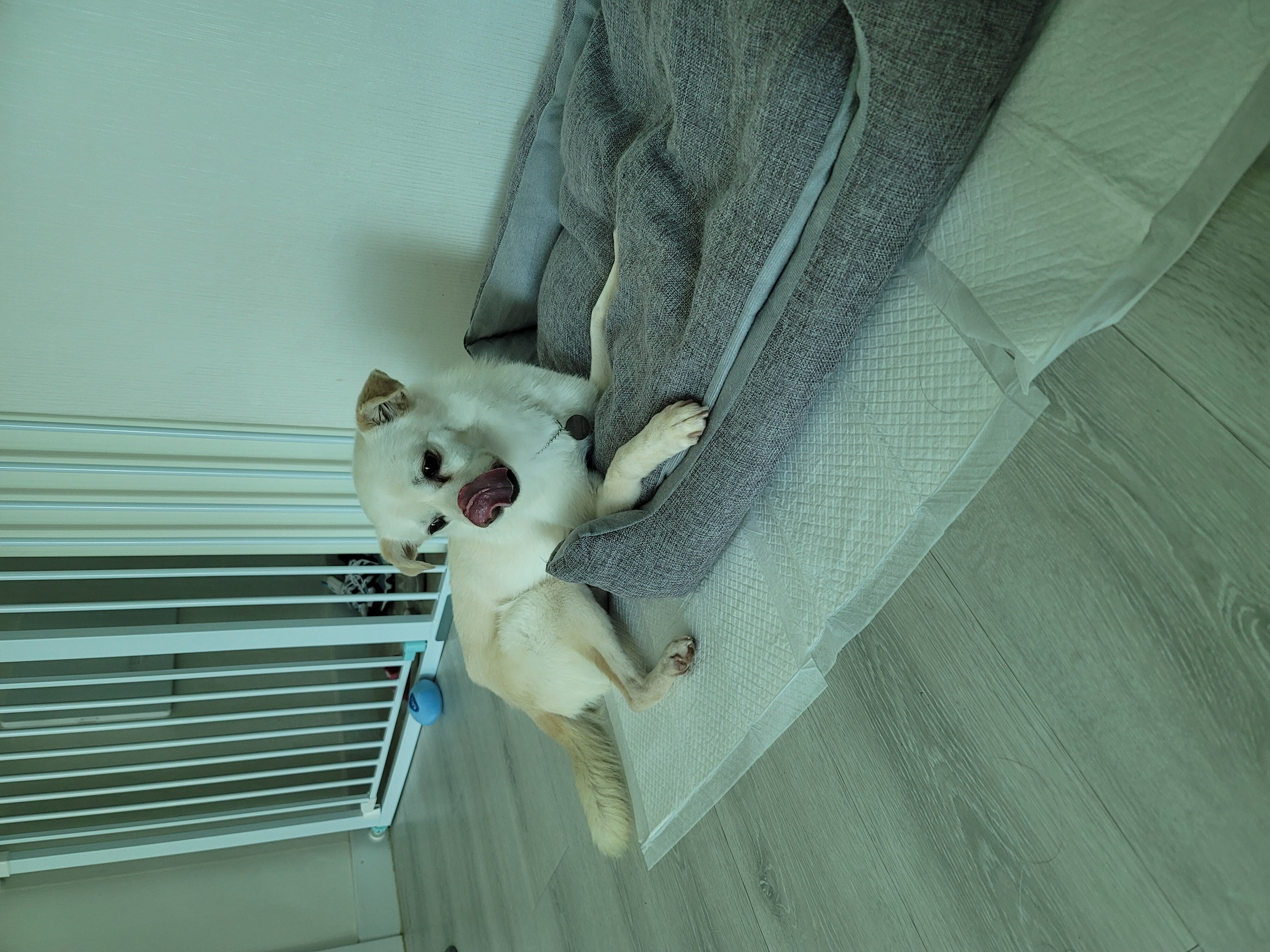 데이지 일주일 이야기