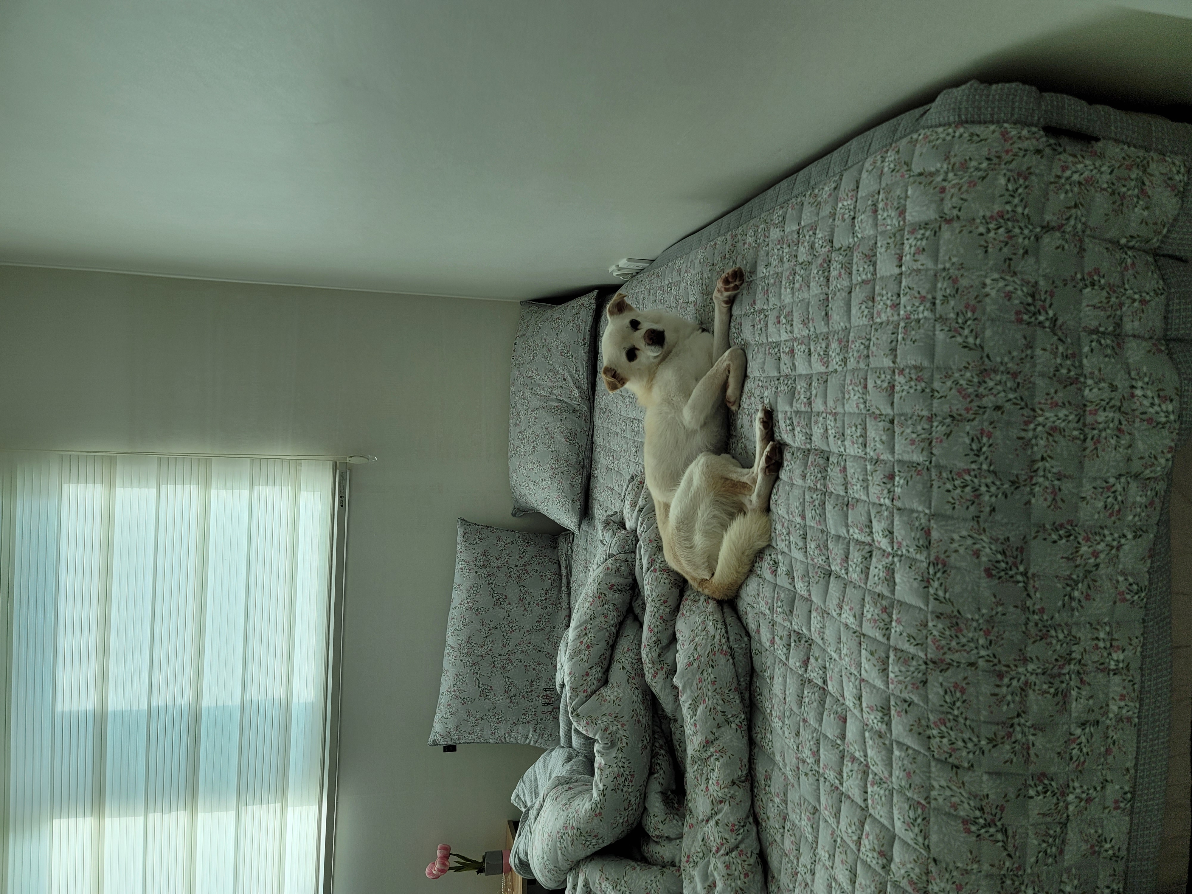 데이지 일주일 이야기