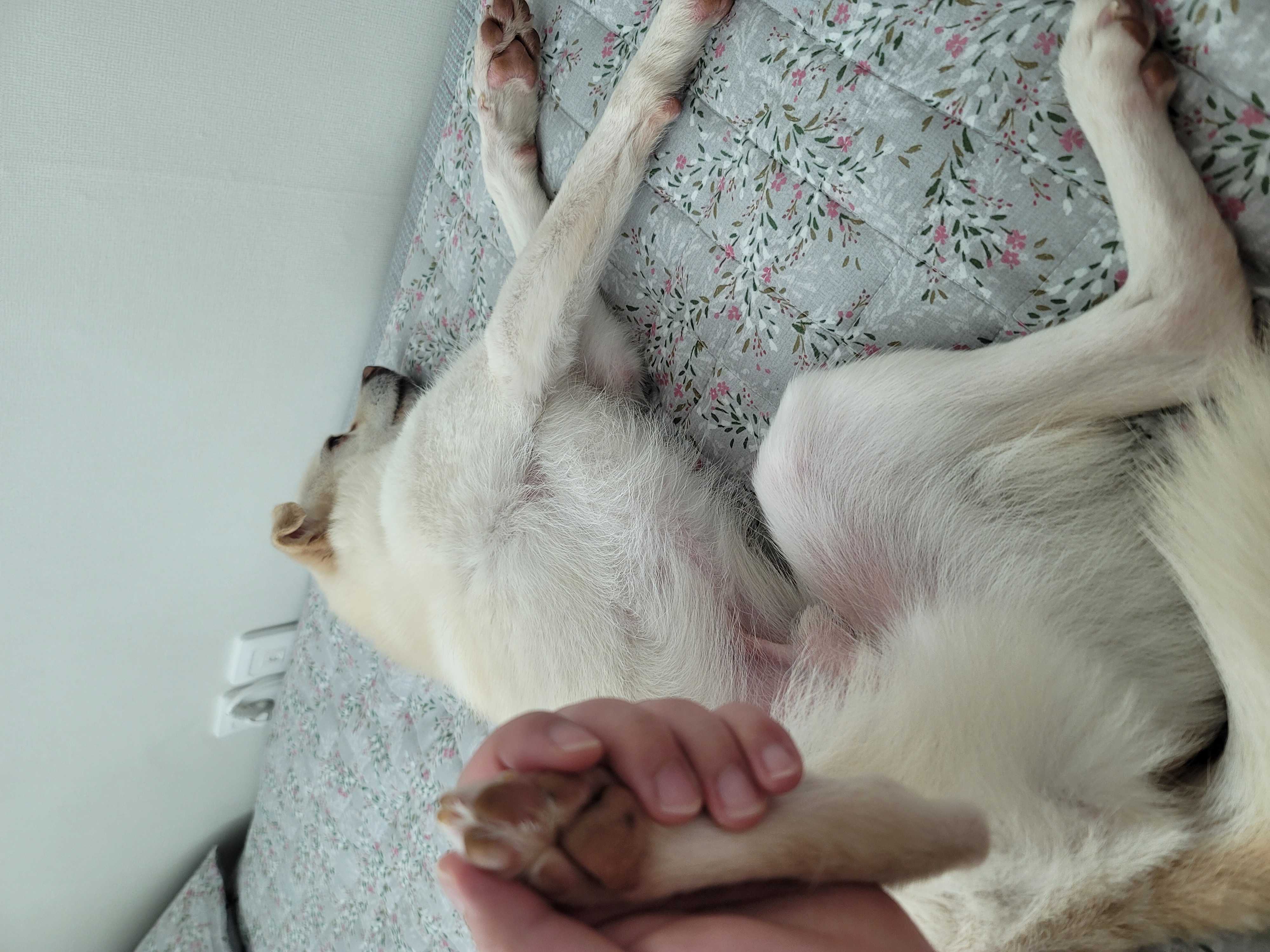 데이지 일주일 이야기