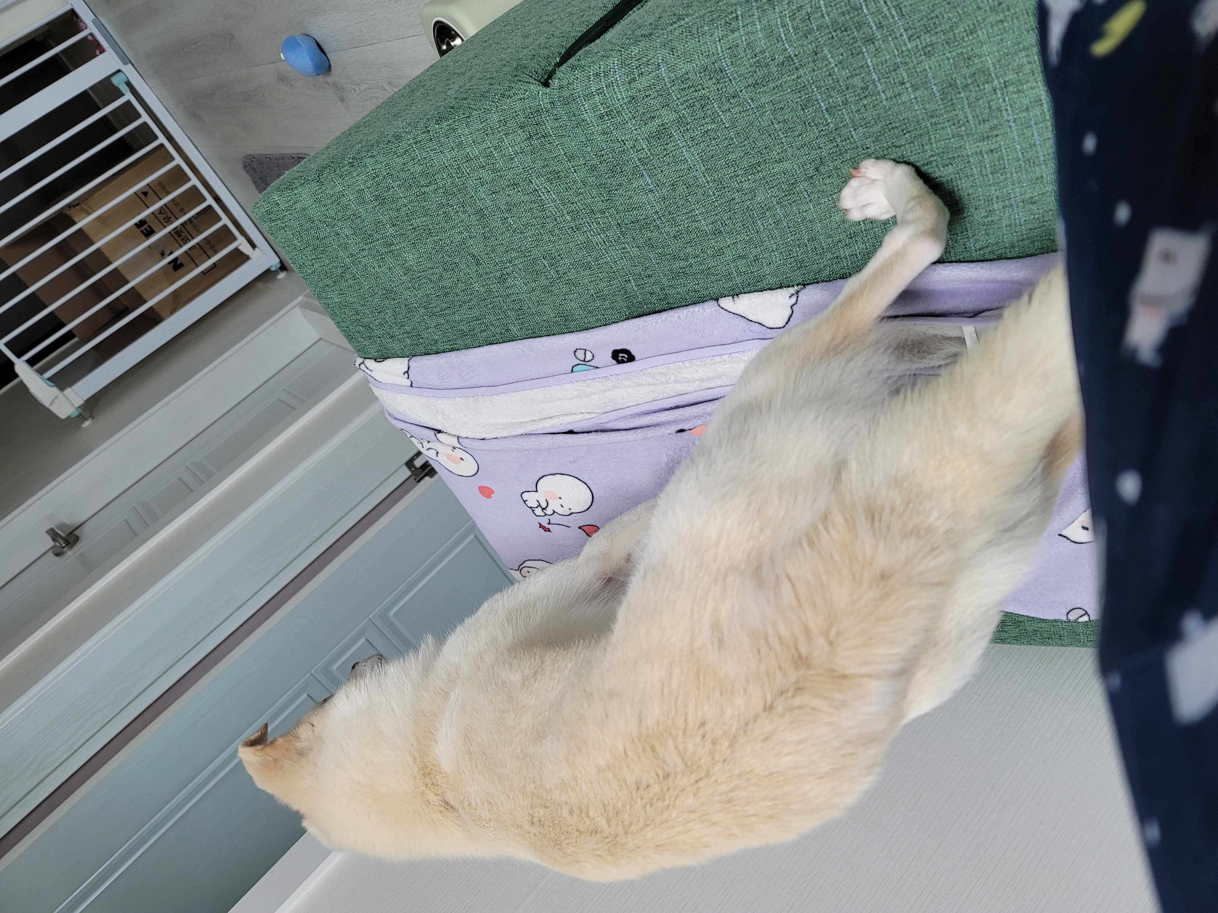 데이지 일주일 이야기