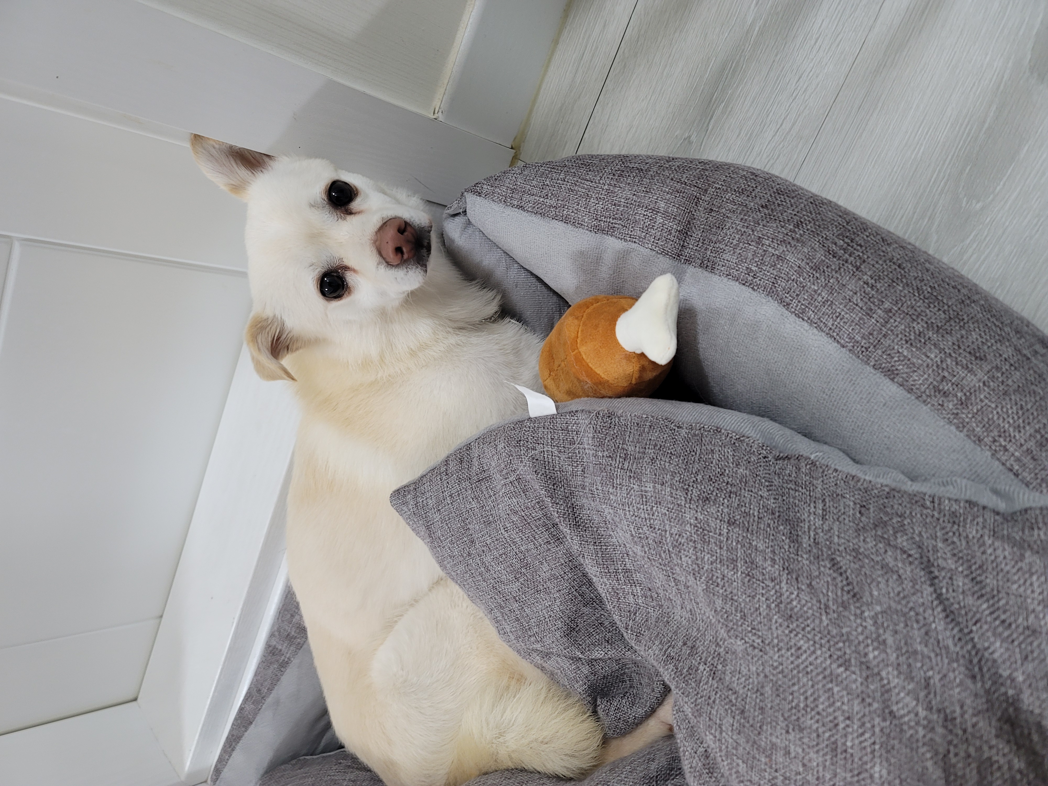 데이지 일주일 이야기