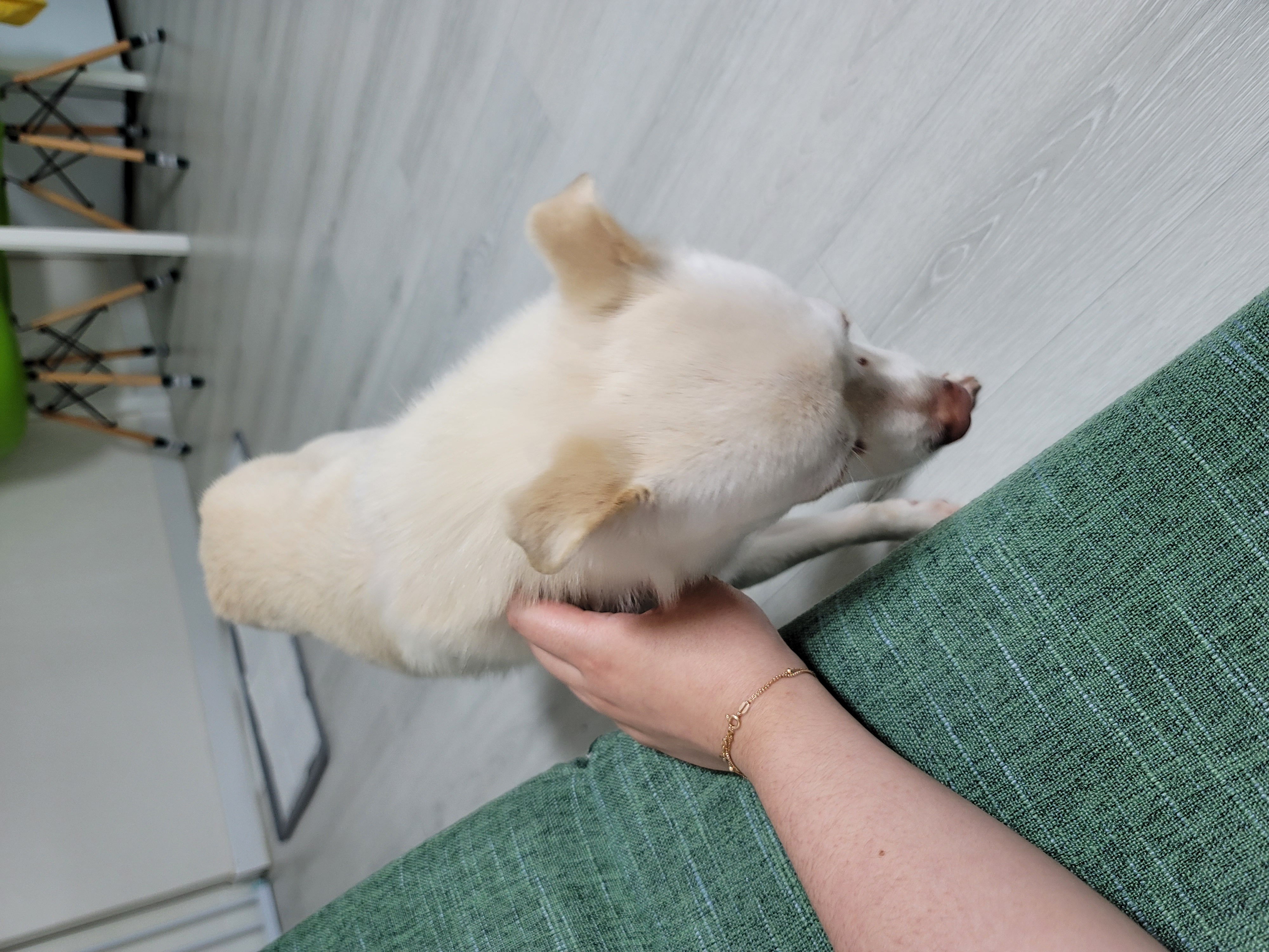 데이지 일주일 이야기